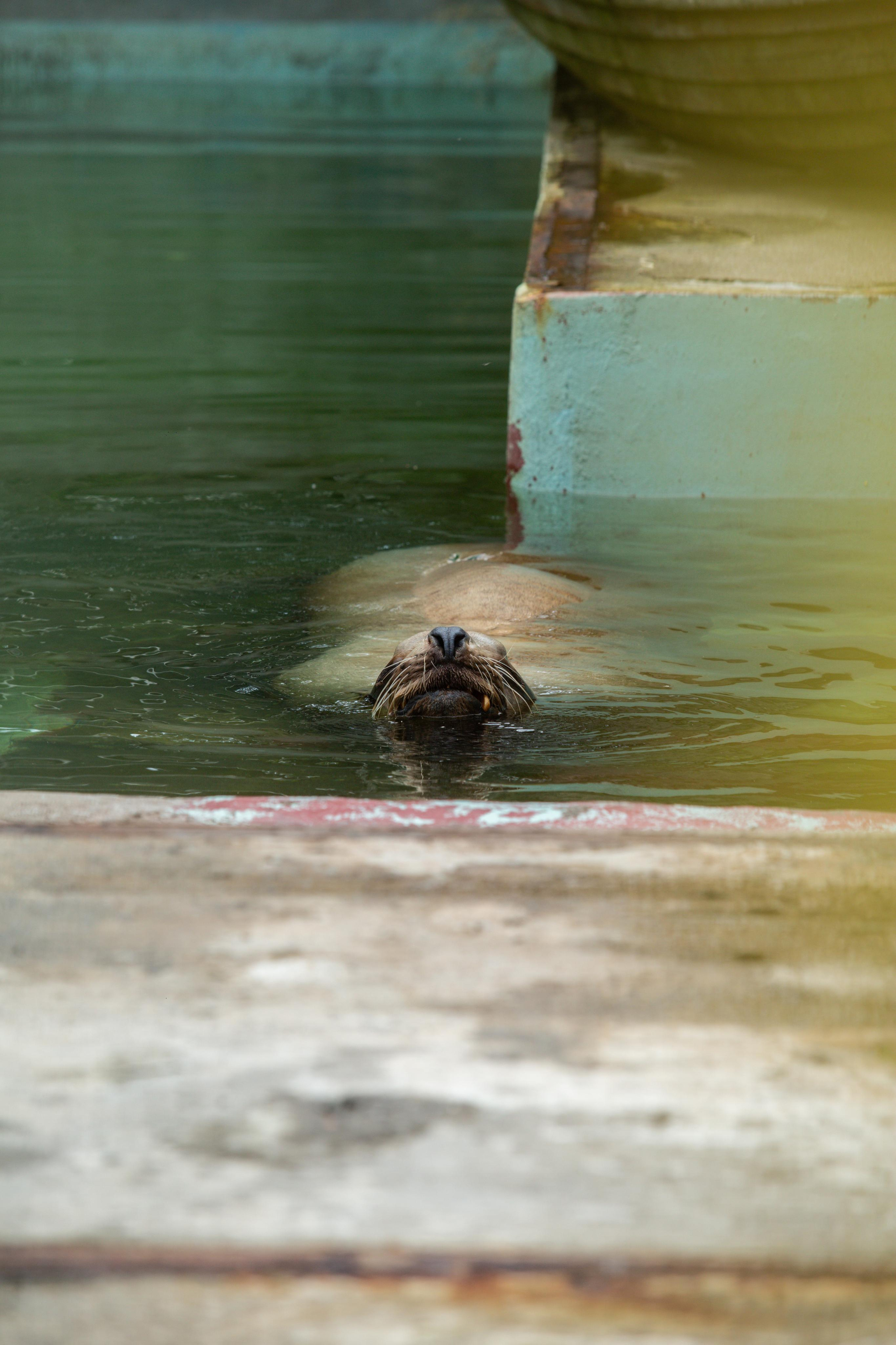 Калининградский зоопарк. Photographer Sonkina Tatiana (Tanya Ash)