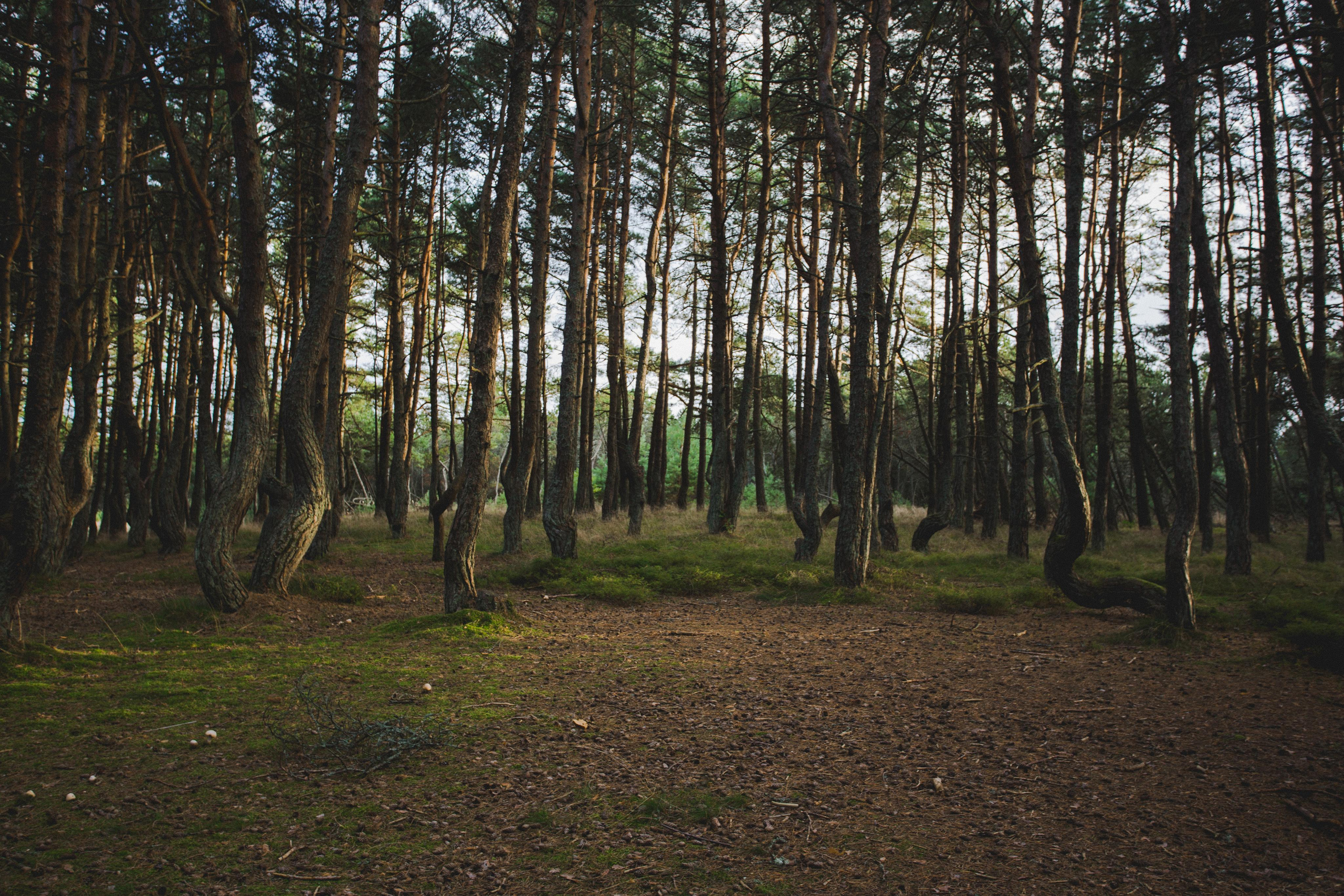 Куршская Коса. Photographer Sonkina Tatiana (Tanya Ash)
