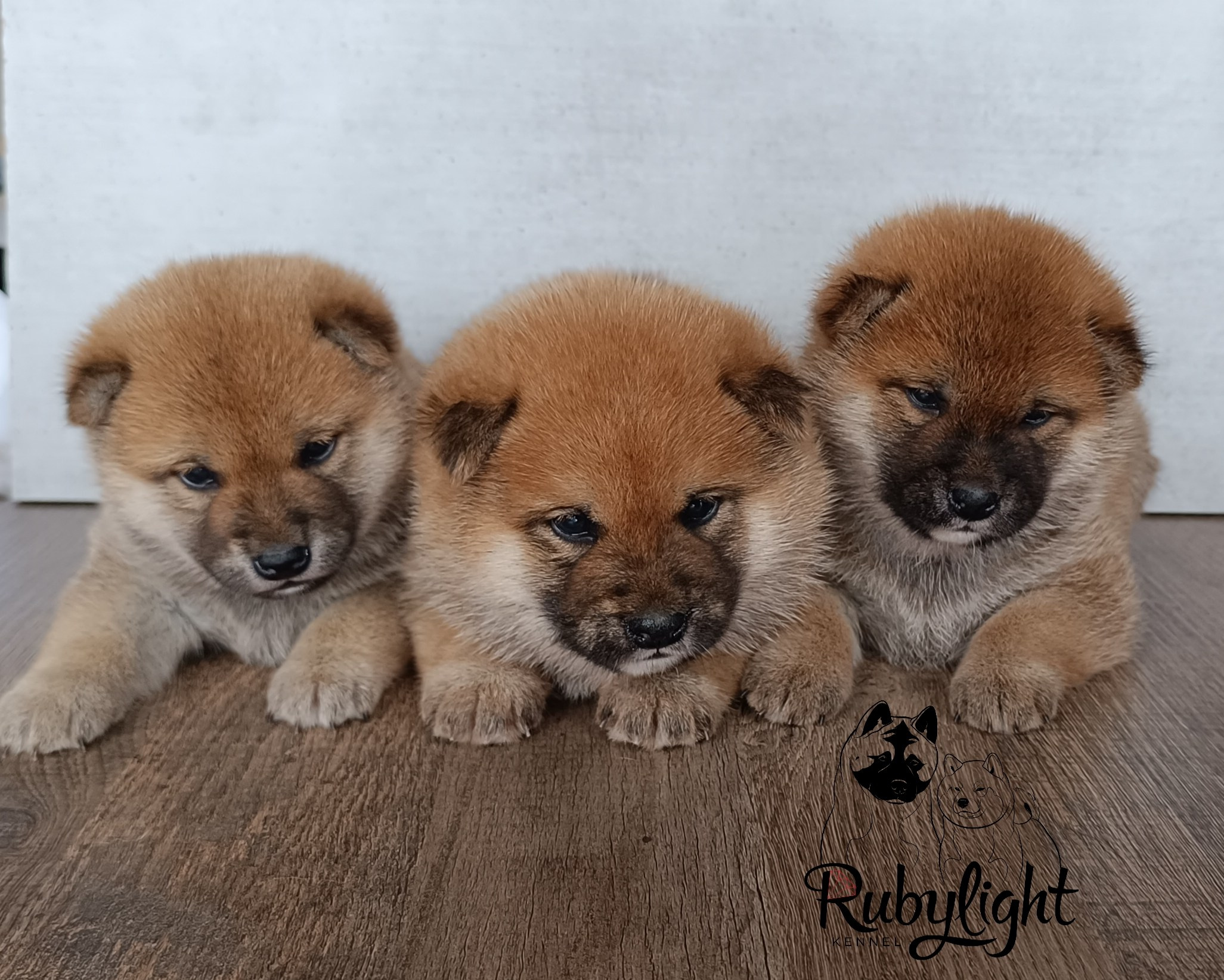 Сиба Помёт Е питомник Рубилайт