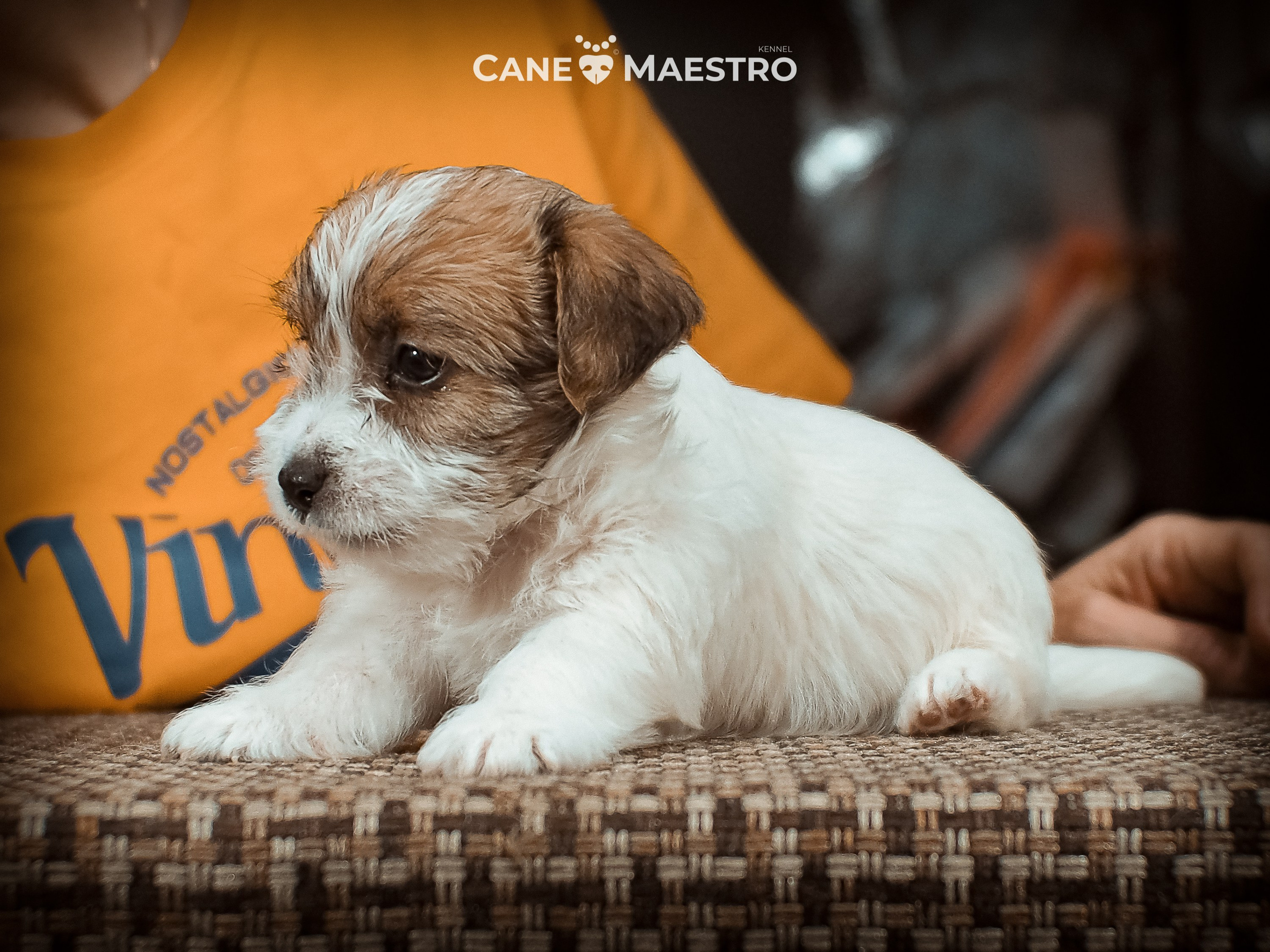 КОБ_2_Б_21_01_25. CANE MAESTRO — kennel Jack Russell Terrier