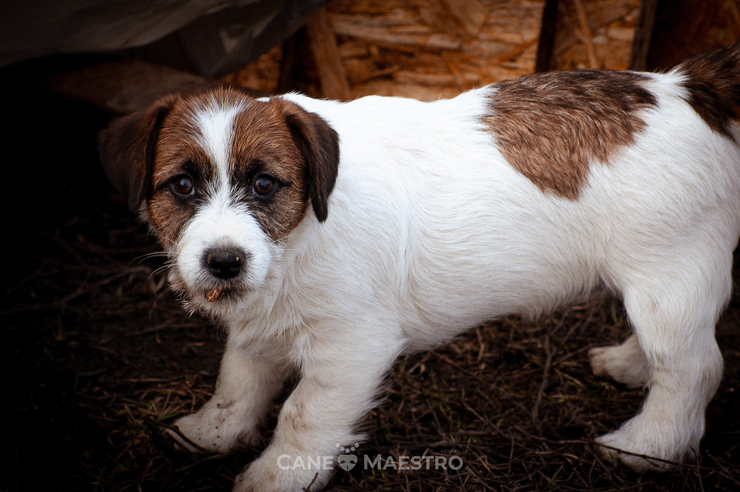 Мальчик 2. Кобель бело-рыжий. Джек рассел терьер щенок. КАНЕ МАЭСТРО — питомник Джек рассел терьеров