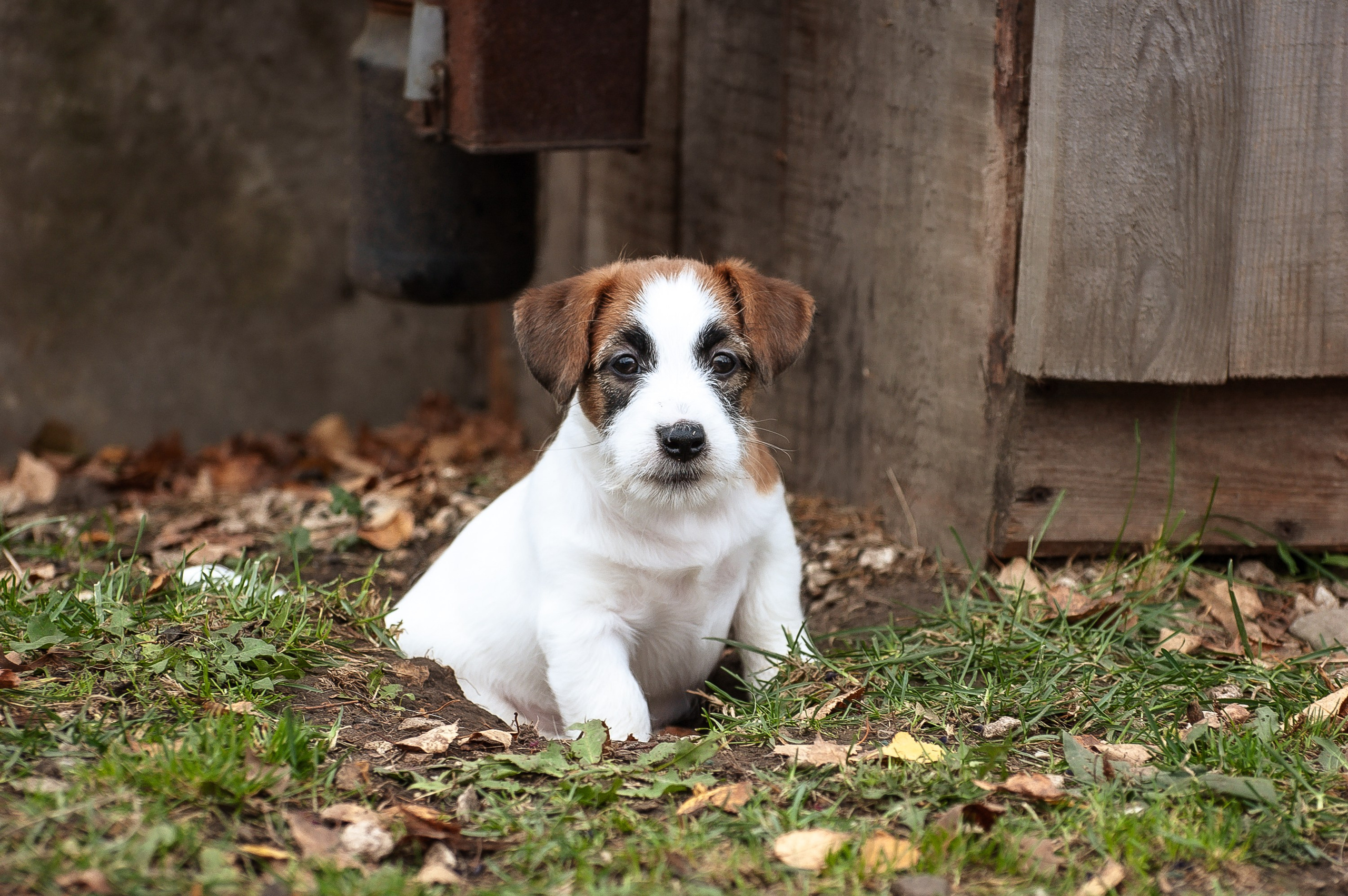 X_MAL_3_БРЫЖ. CANE MAESTRO — kennel Jack Russell Terrier