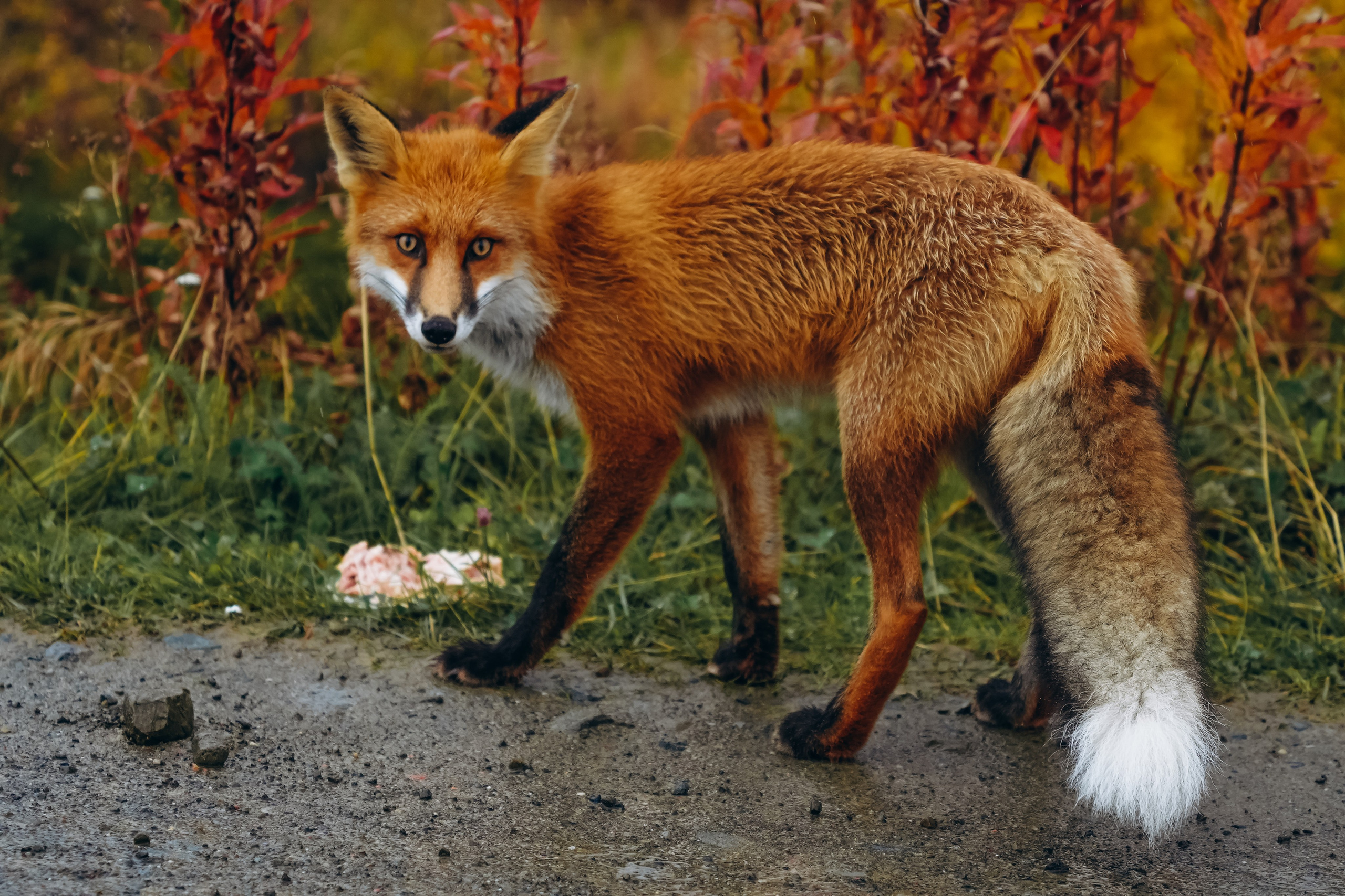 СЕВЕР. Event фотограф Степанова Александра
