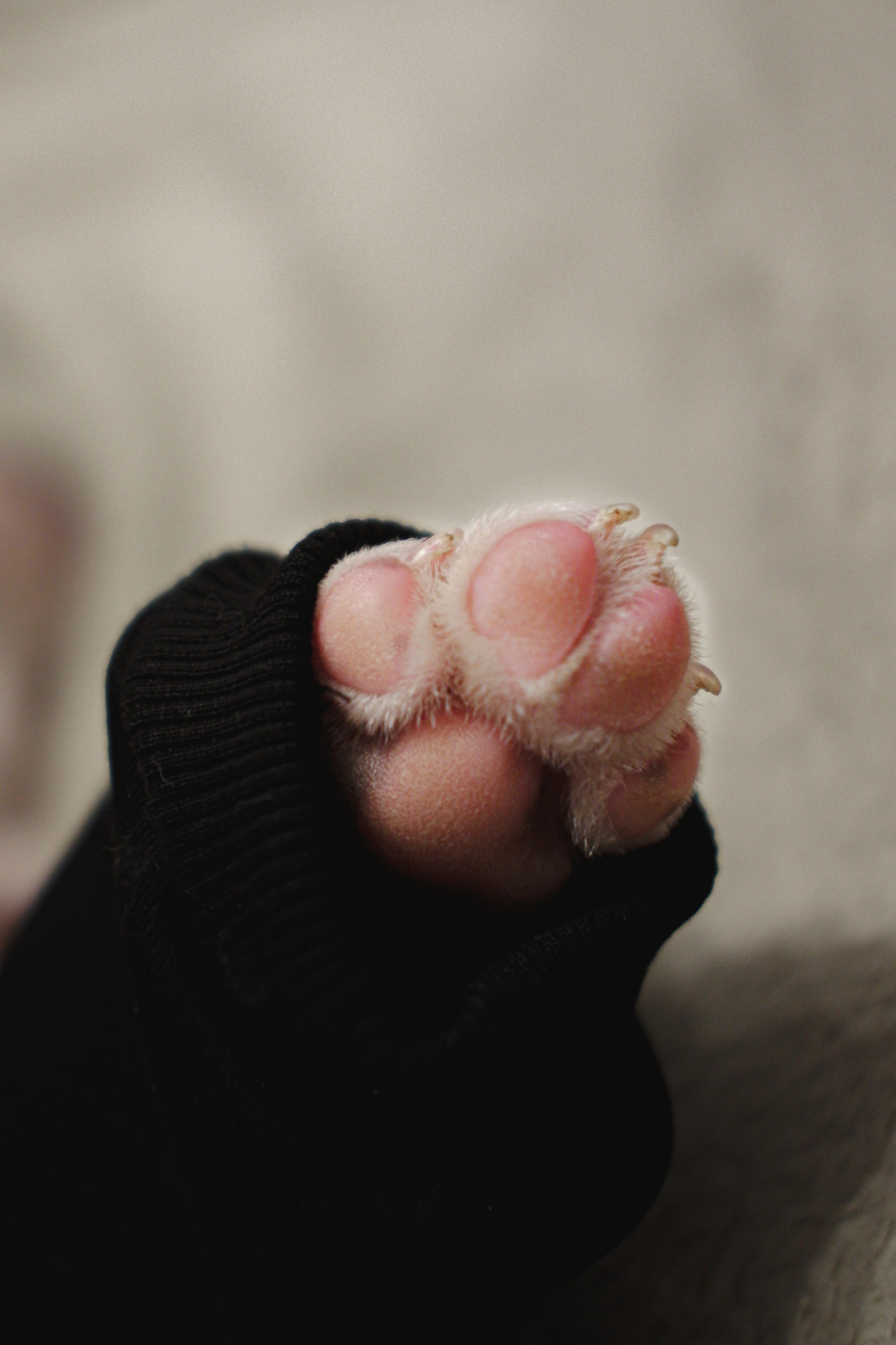 Pets. Фотограф в Москве Daria Lens