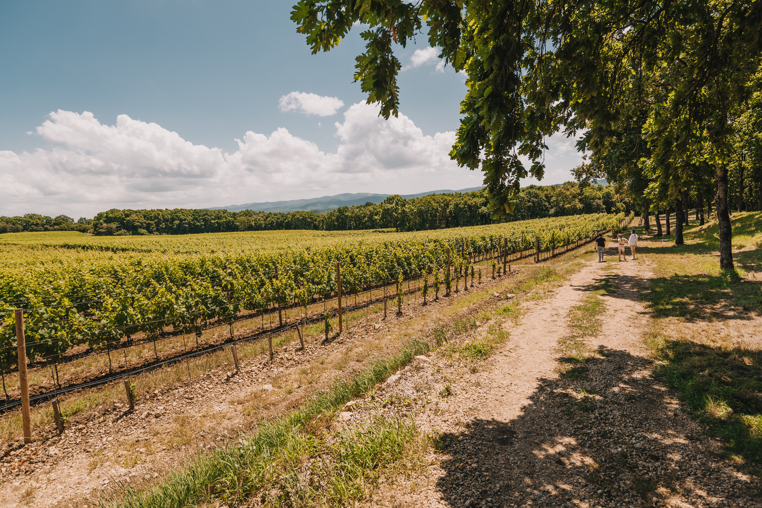 Винодельня Gunko Winery. Промышленный фотограф в Ростовской области Владимир Яковенко