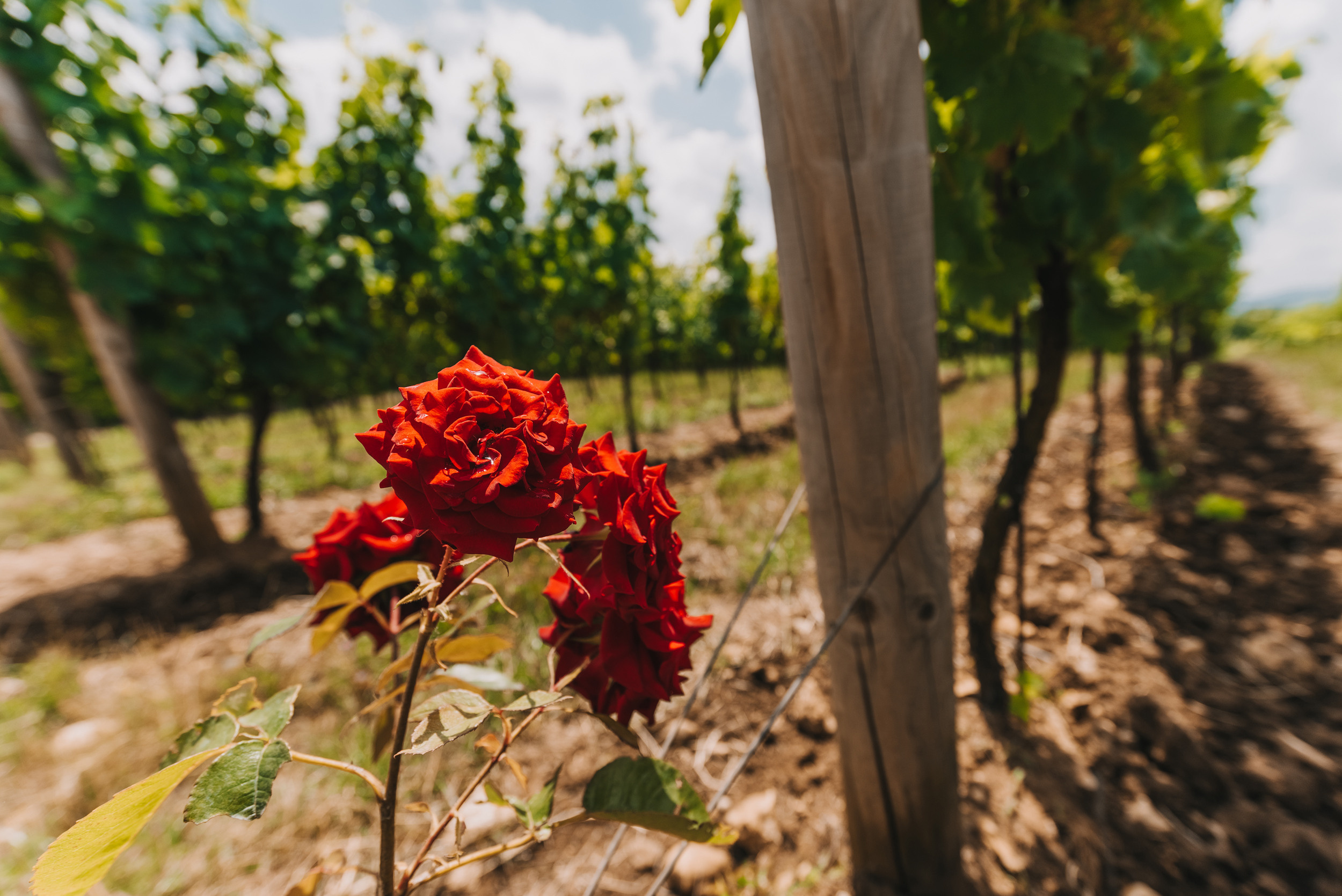 Винодельня Gunko Winery. Промышленный фотограф в Ростовской области Владимир Яковенко