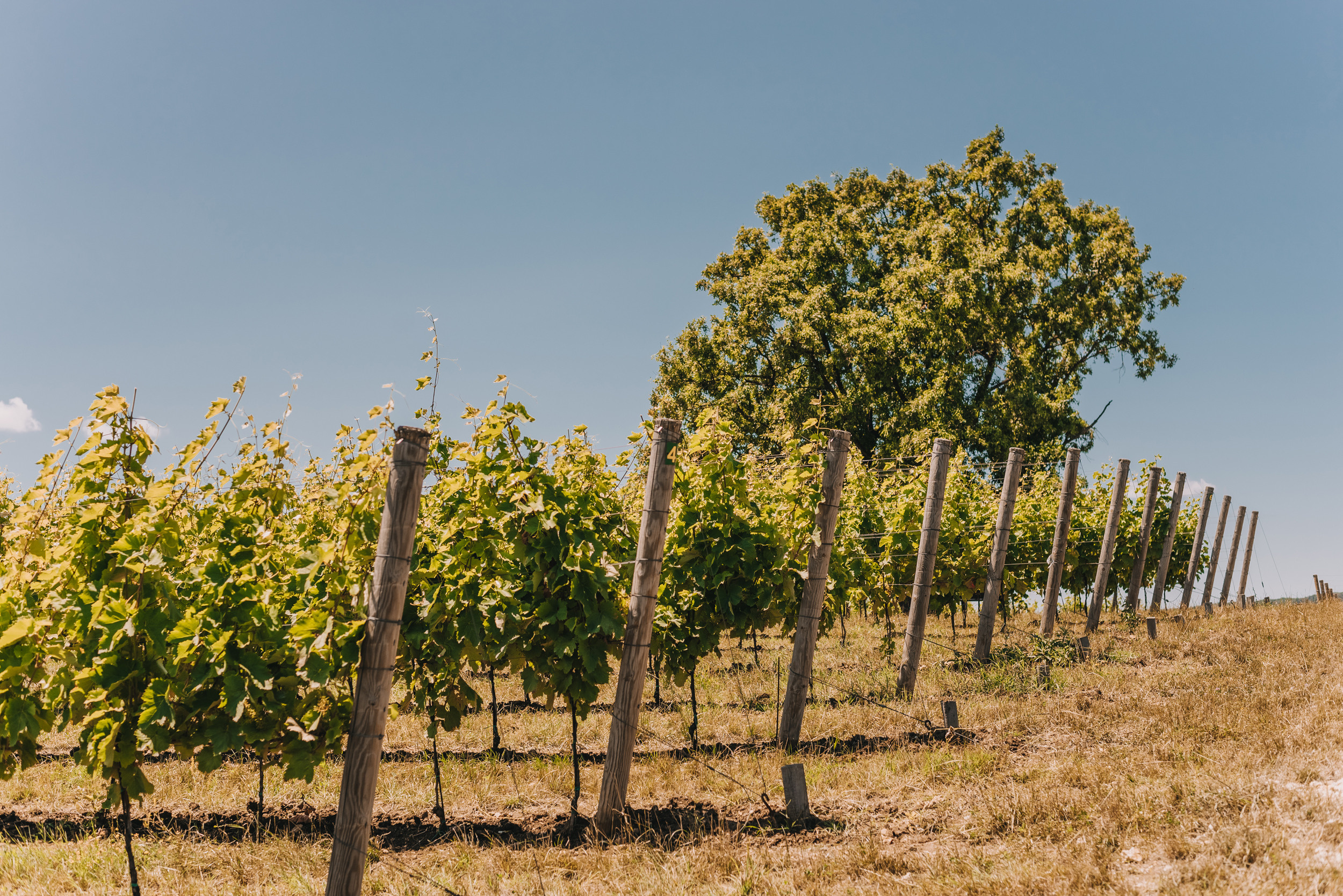 Винодельня Gunko Winery. Промышленный фотограф в Ростовской области Владимир Яковенко