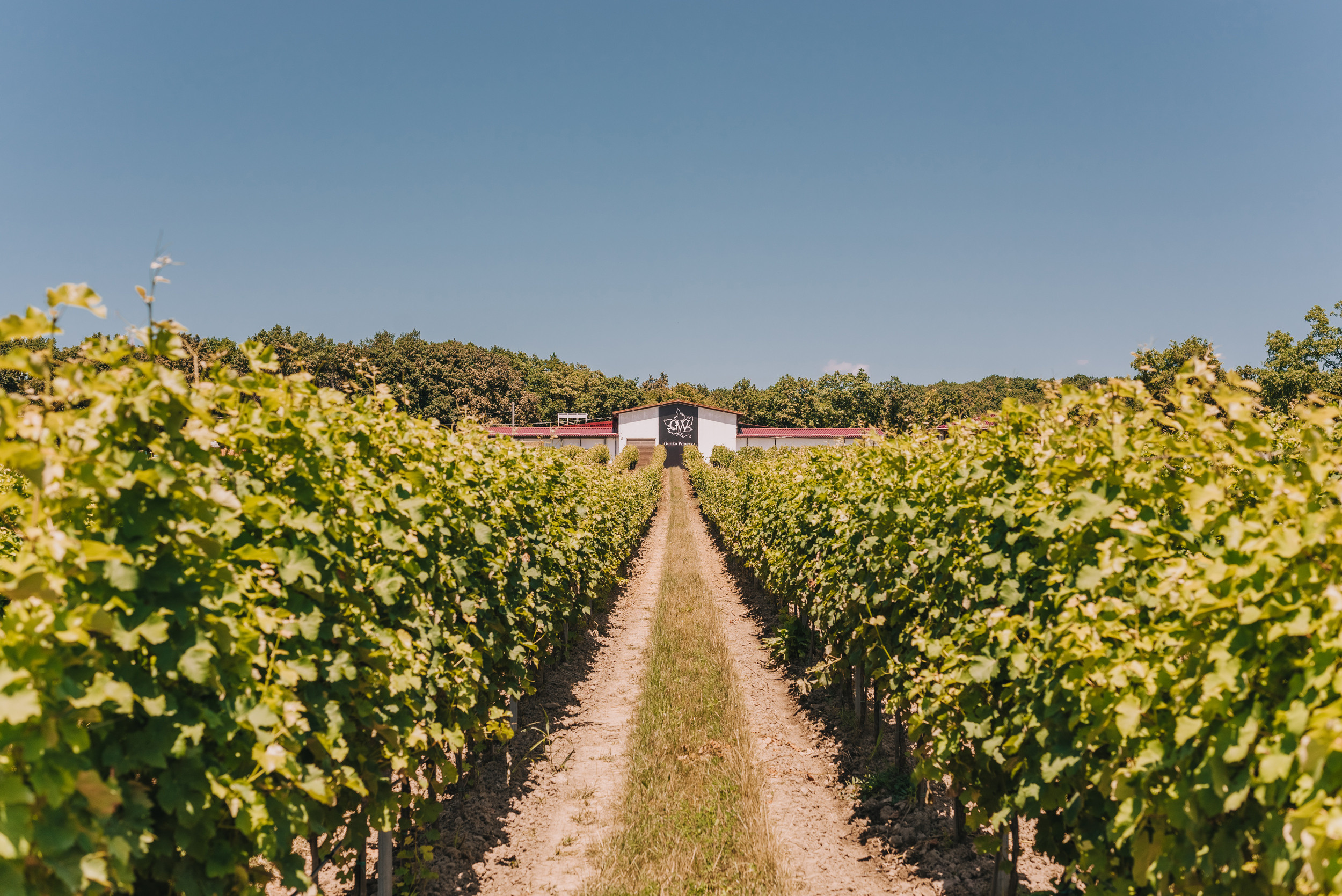 Винодельня Gunko Winery. Промышленный фотограф в Ростовской области Владимир Яковенко