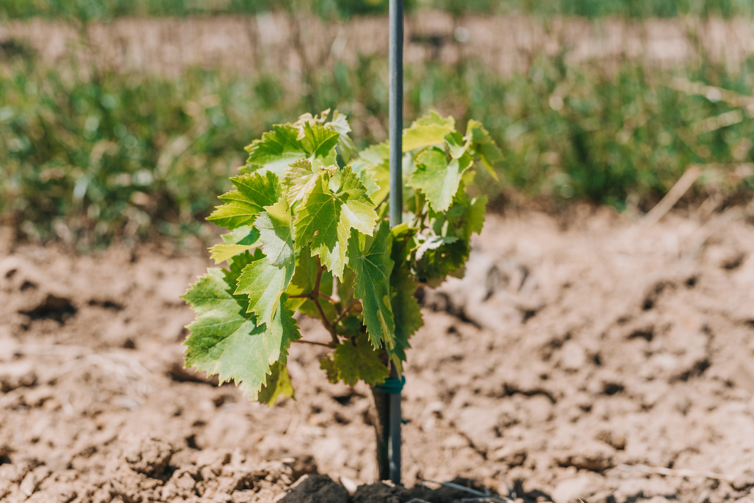 Винодельня Gunko Winery. Промышленный фотограф в Ростовской области Владимир Яковенко