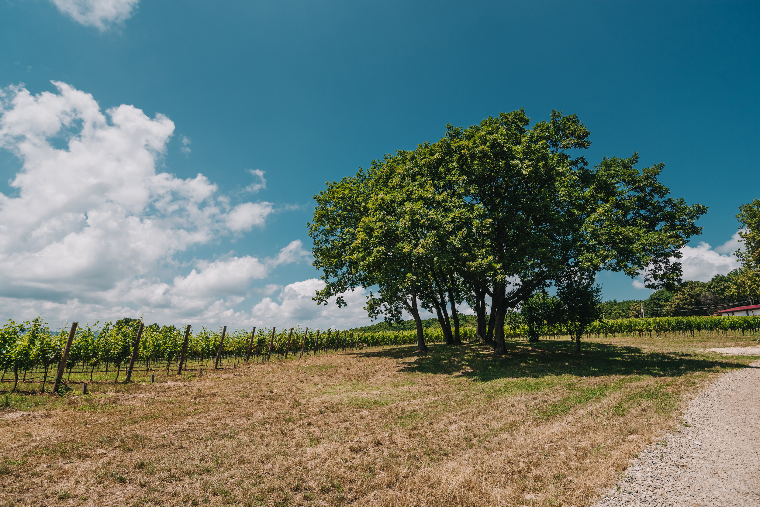 Винодельня Gunko Winery. Промышленный фотограф в Ростовской области Владимир Яковенко
