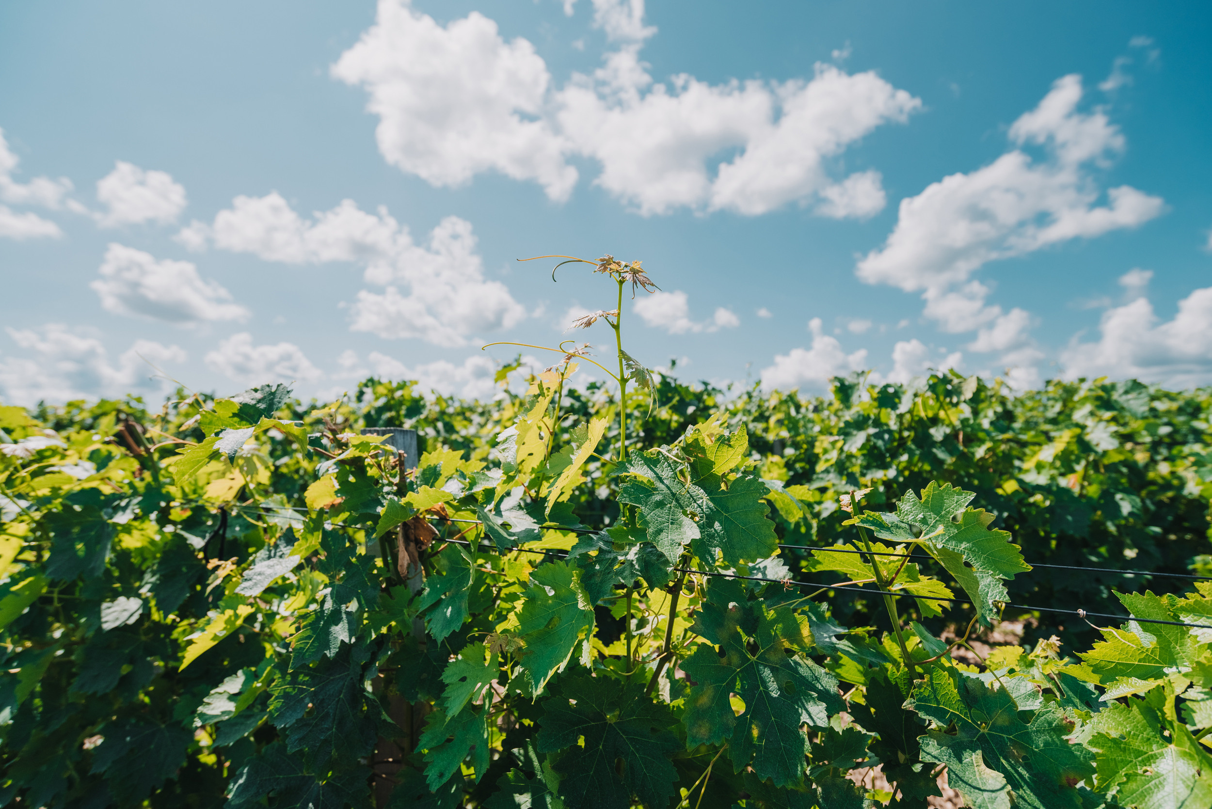 Винодельня «Сухая гора». Промышленный фотограф в Ростовской области Владимир Яковенко