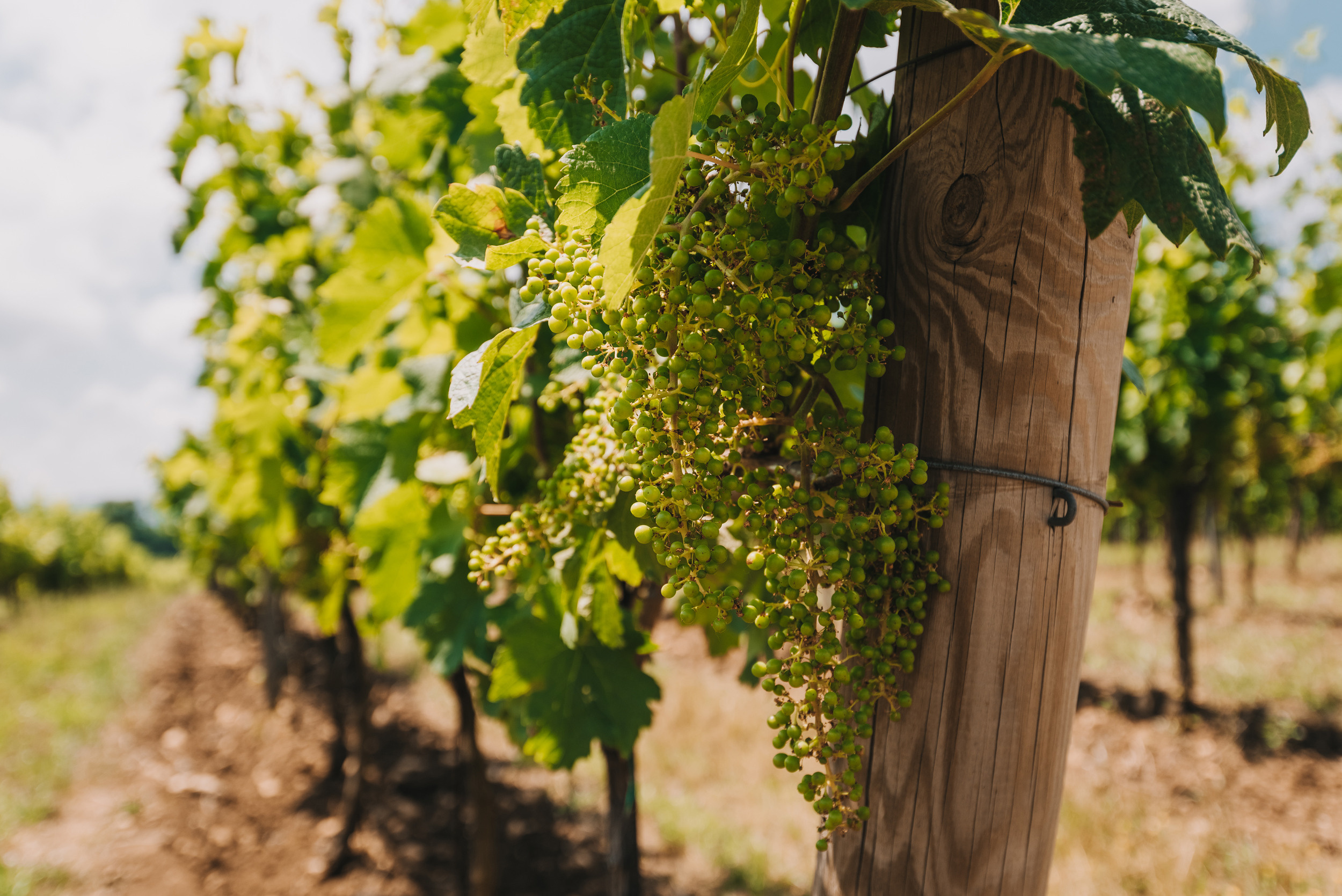 Винодельня Gunko Winery. Промышленный фотограф в Ростовской области Владимир Яковенко