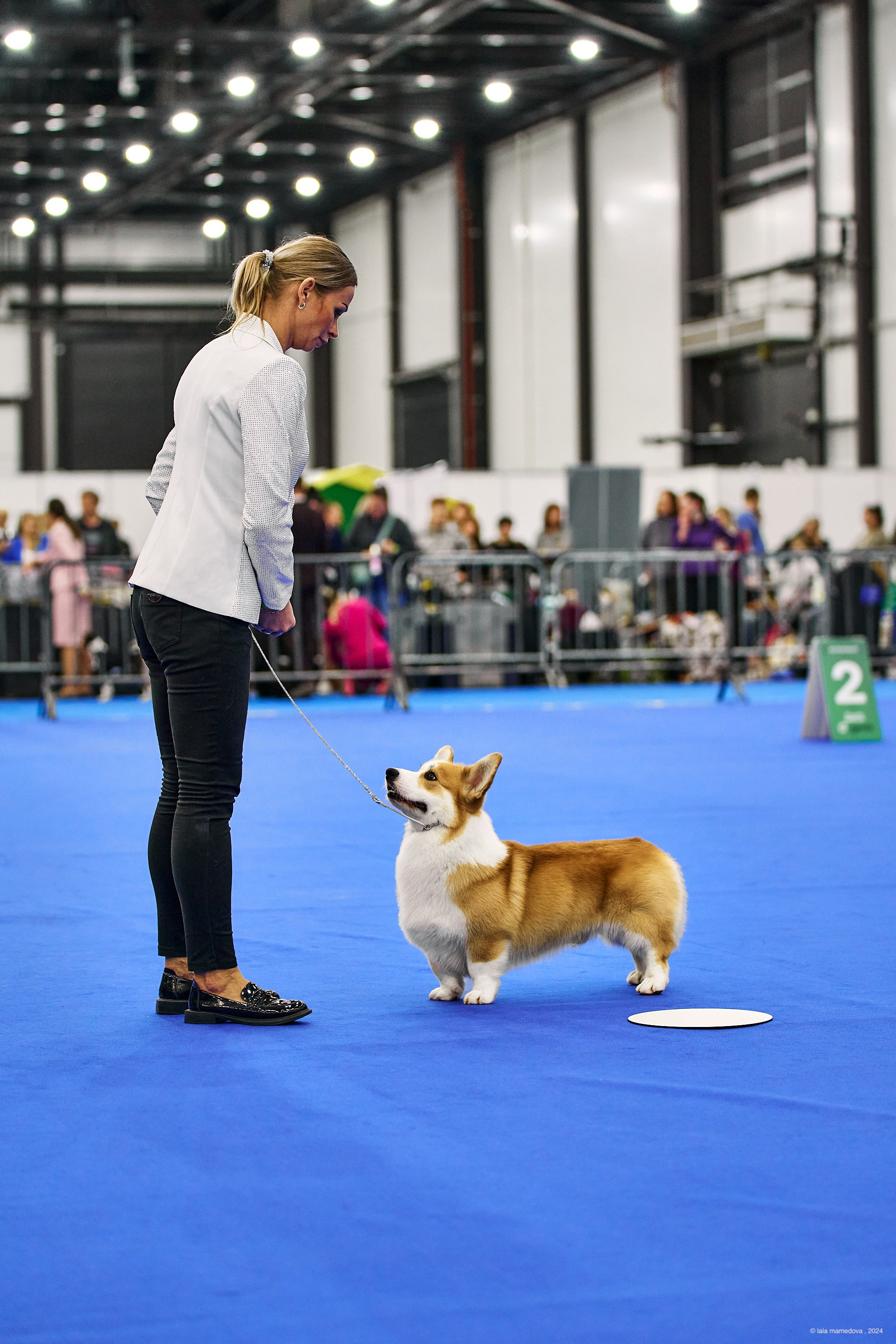РЕЙТИНГОВАЯ ВЫСТАВКА СОБАК ВСЕХ ПОРОД С ОСОБЫМ СТАТУСОМ"НЕВСКИЙ ПОБЕДИТЕЛЬ-2024-1"