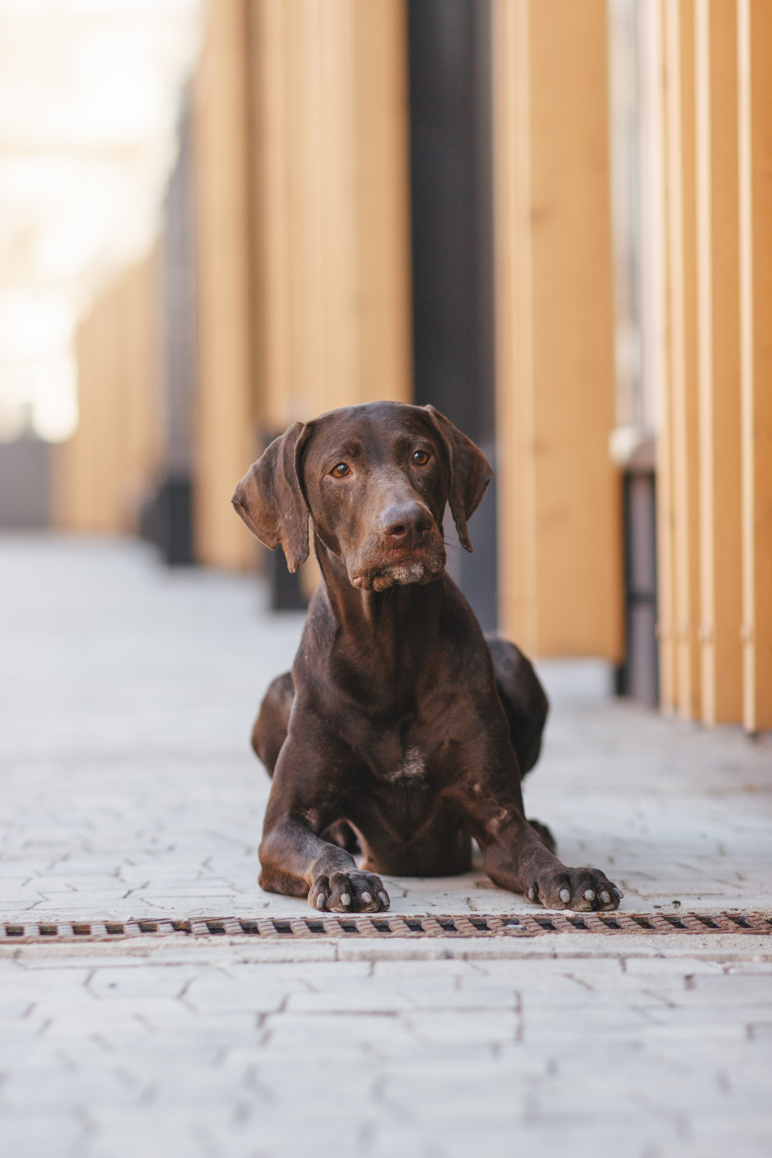 Ваши фотографии. Фотограф анималист Осипчикова Мария