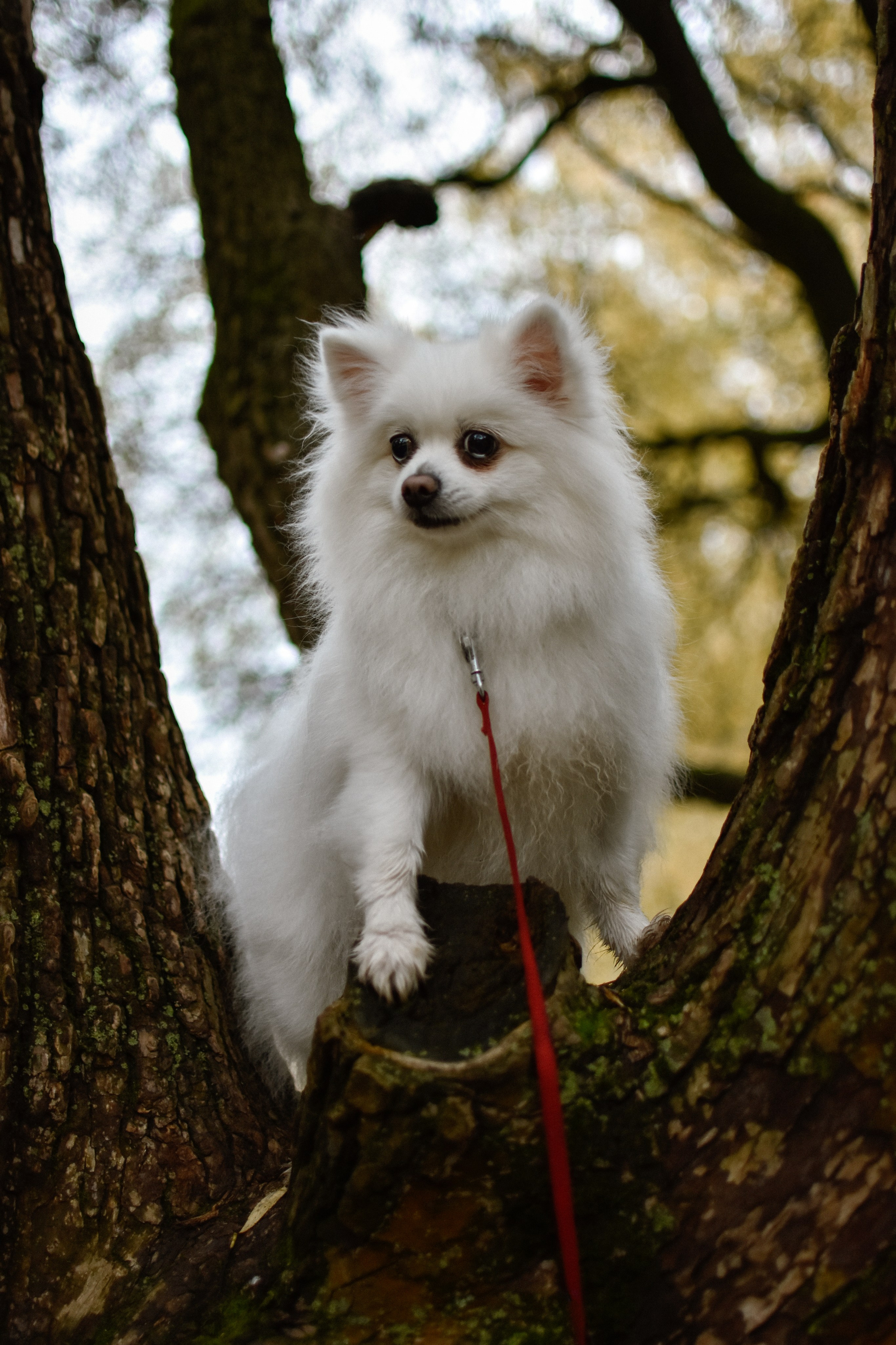 Анабель и Саша. Фотограф-анималист Ксения Шевцова|Москва