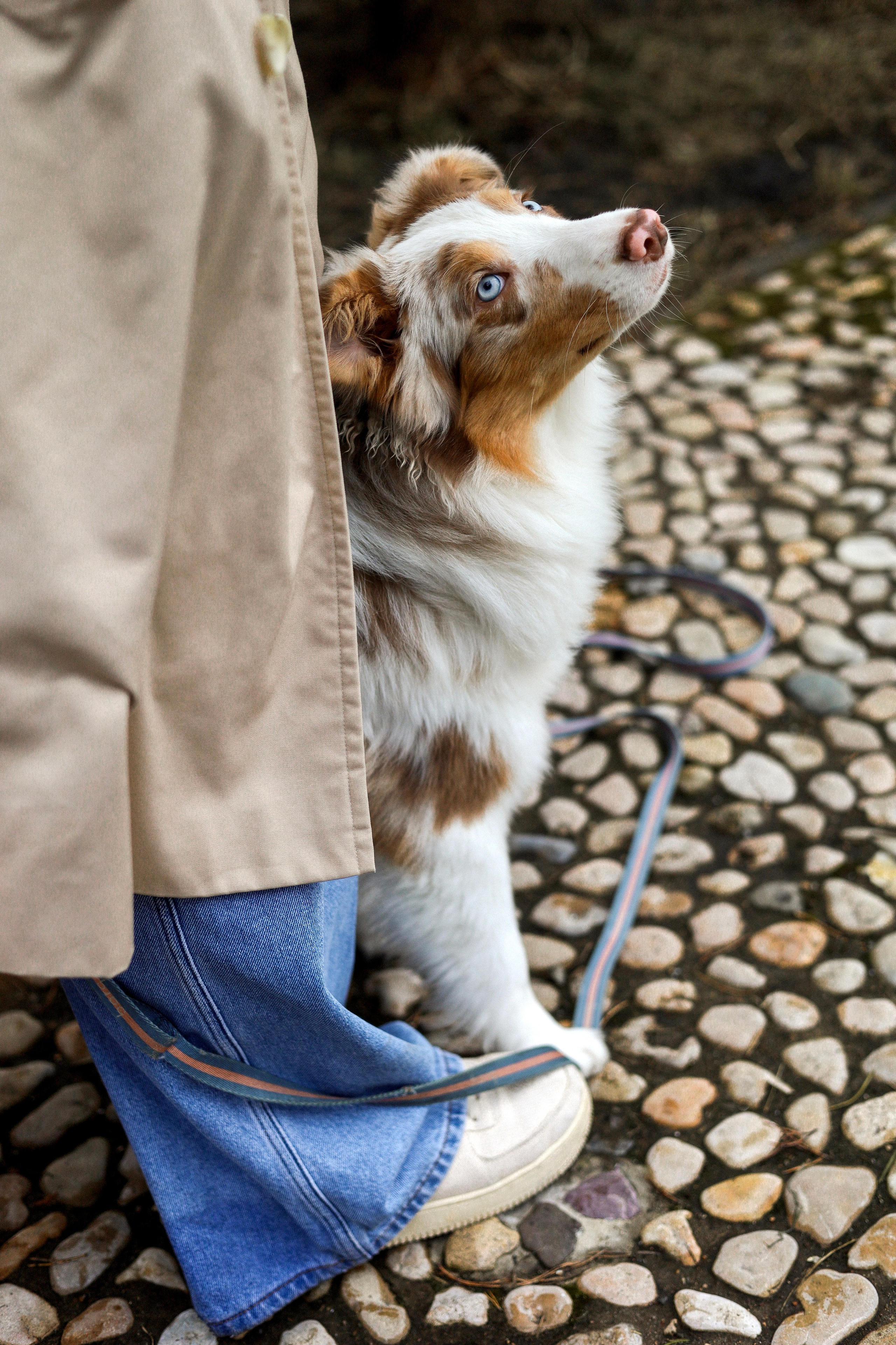 Бри и Яна. Фотограф-анималист Ксения Шевцова|Москва