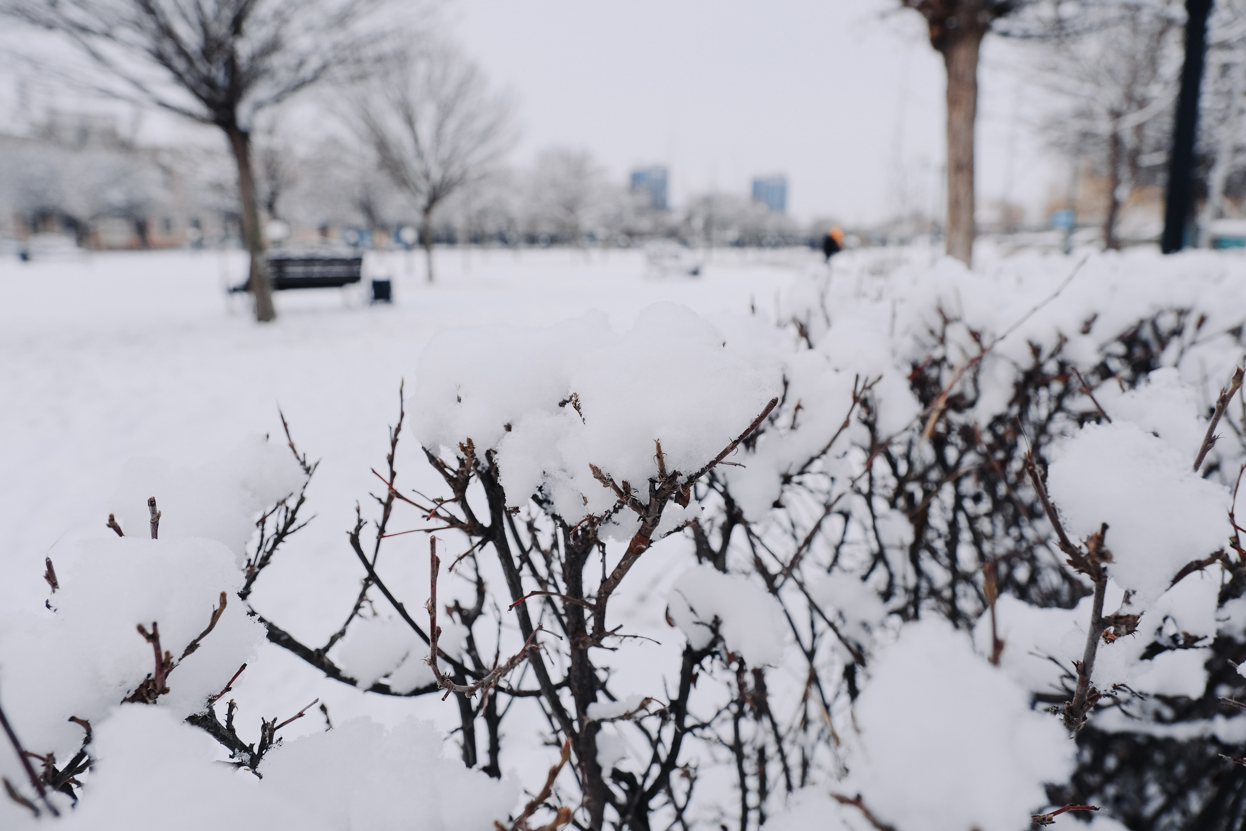 Театральный парк. Зима. Фотограф Анатолий Деникин