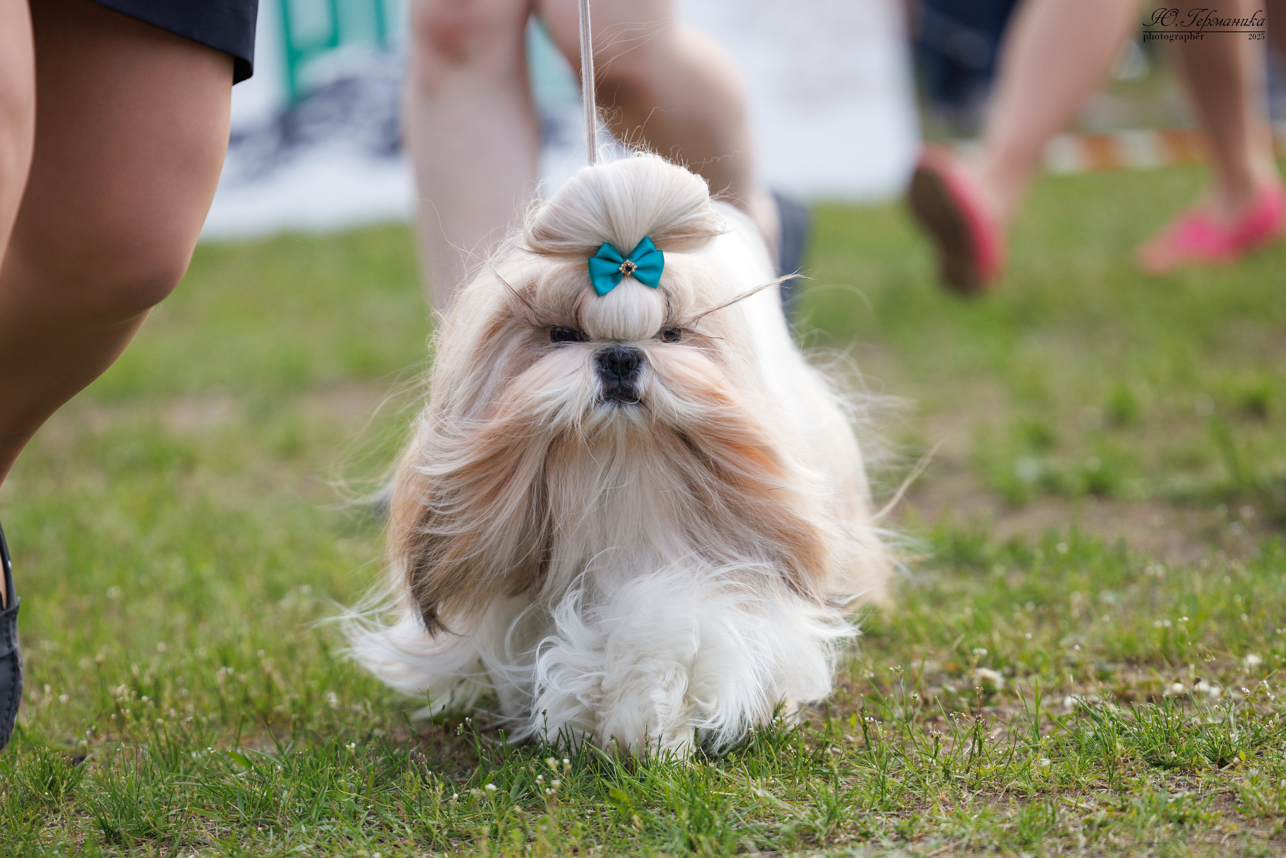 Суздаль(Владимир)17-18.05.2025. Фотограф-анималист Юлия Германика