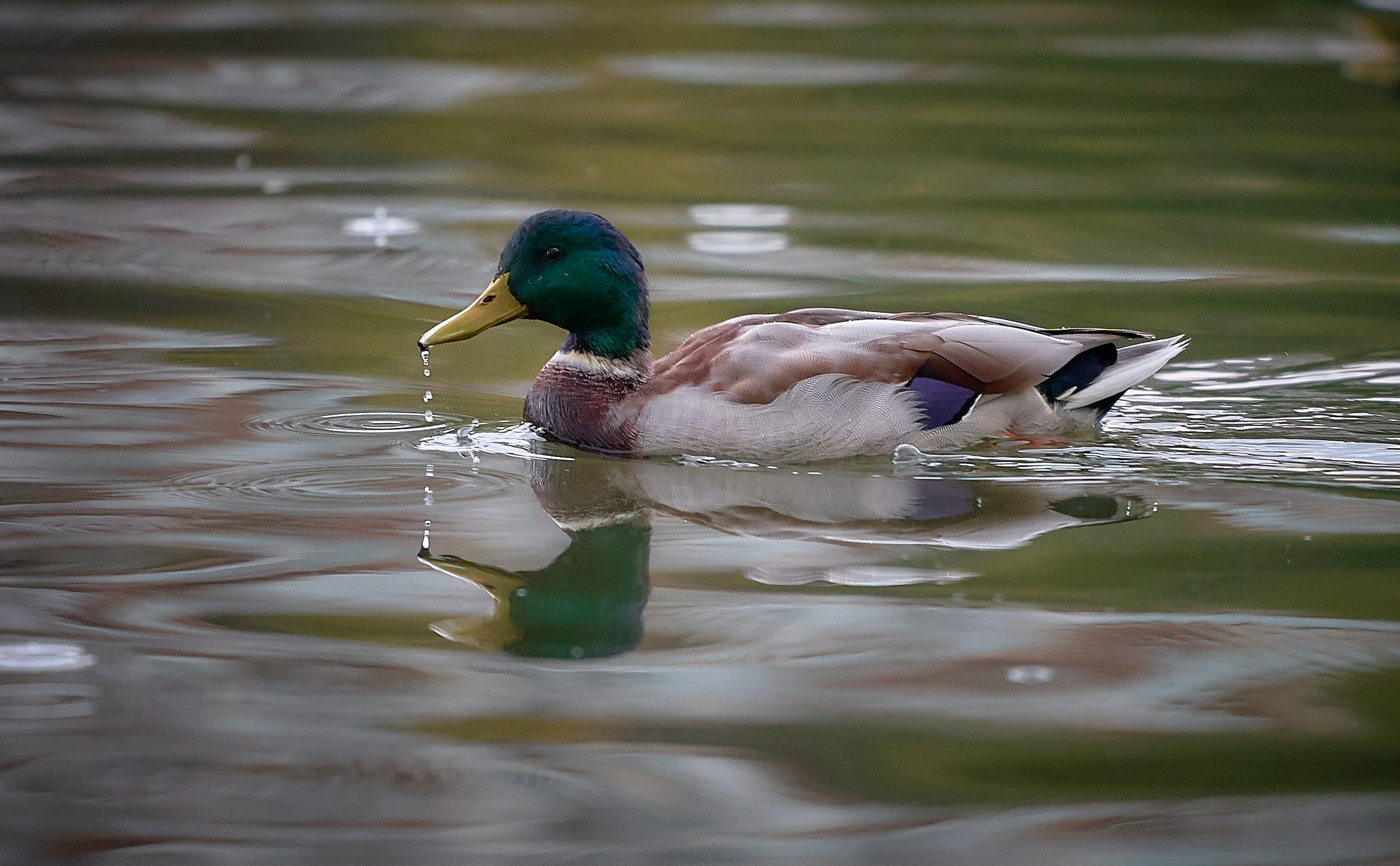 Фото птиц — галерея NATRIEL