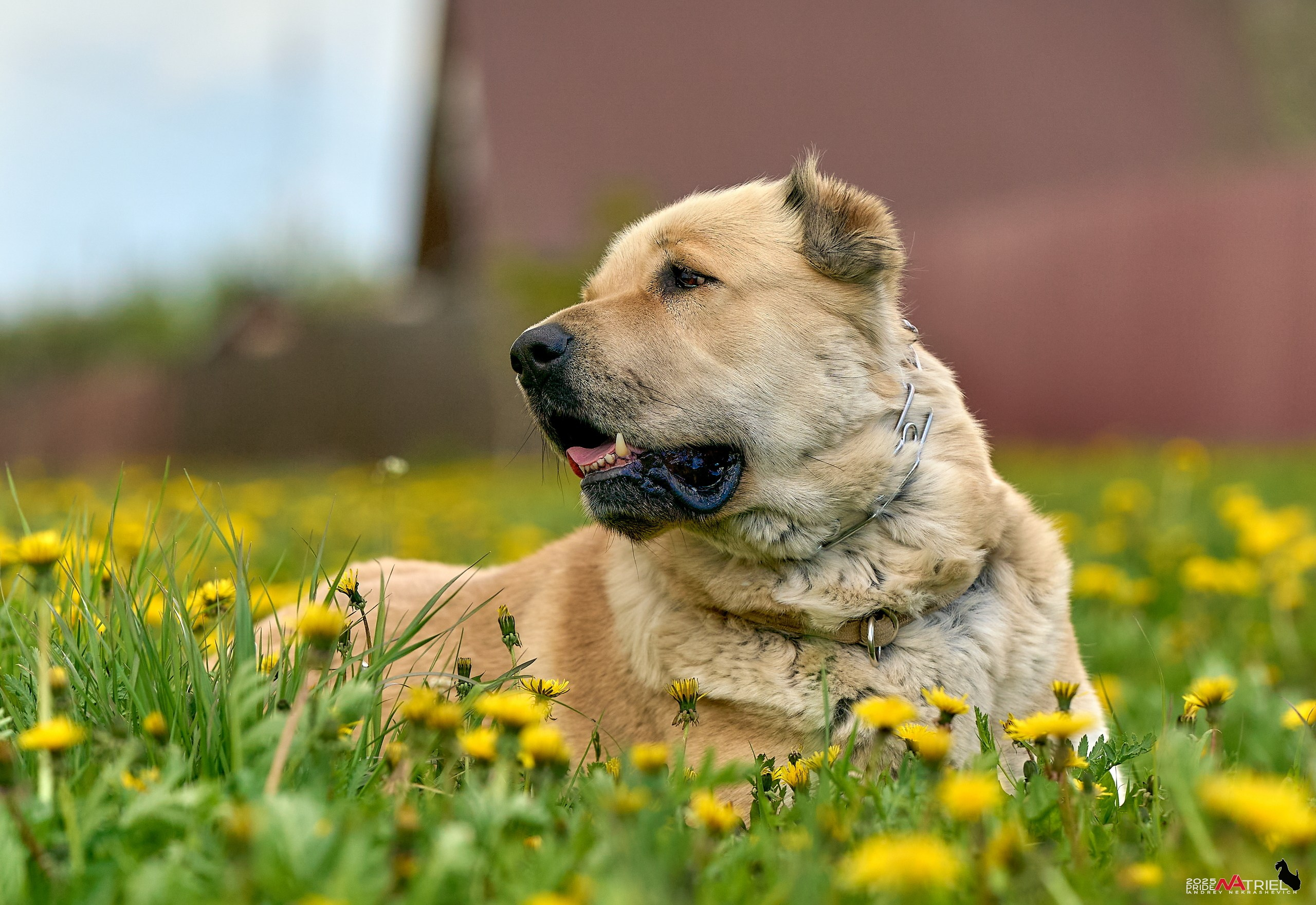 Съемка в питомнике