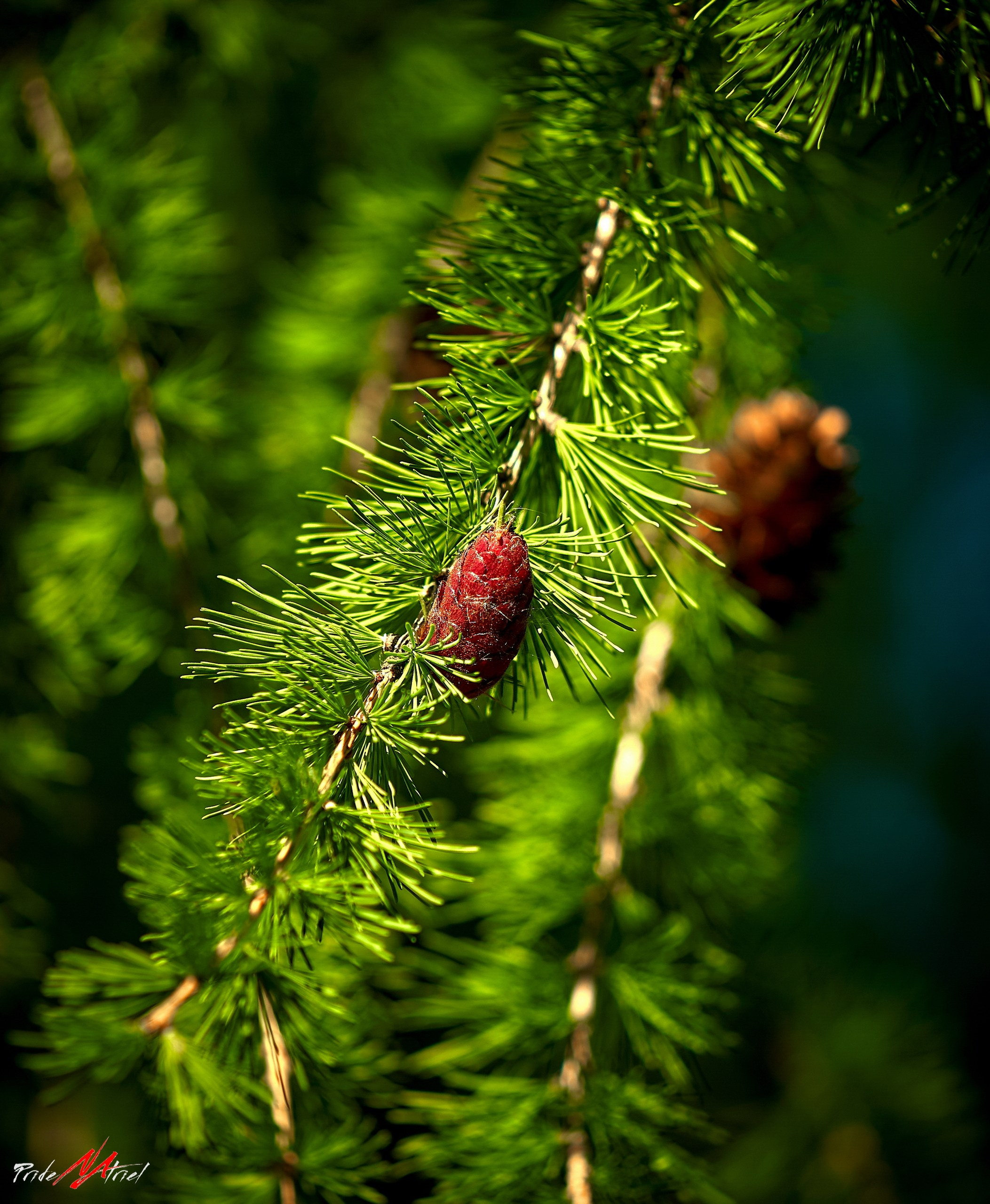 Лютики-цветочки — галерея NATRIEL