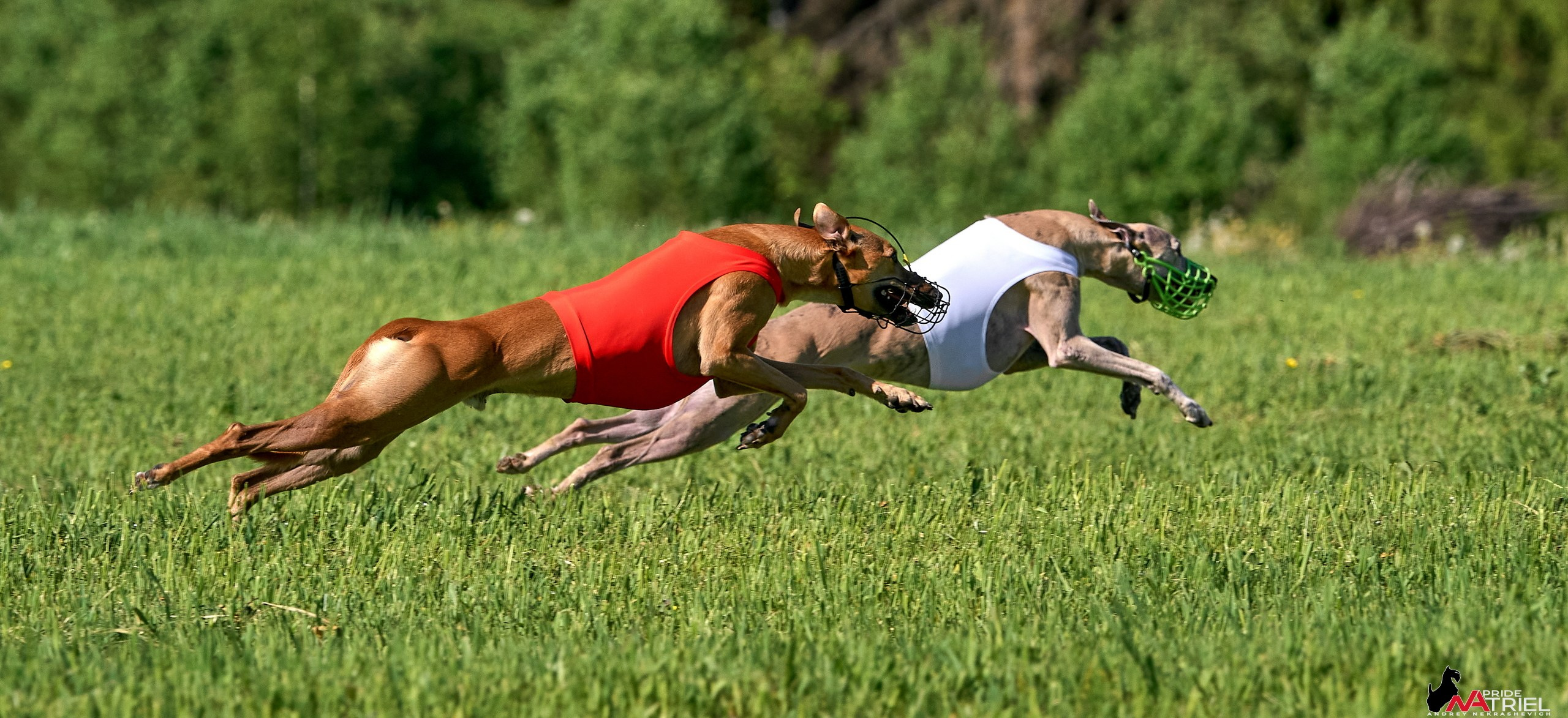 Съемка курсинг — галерея NATRIEL