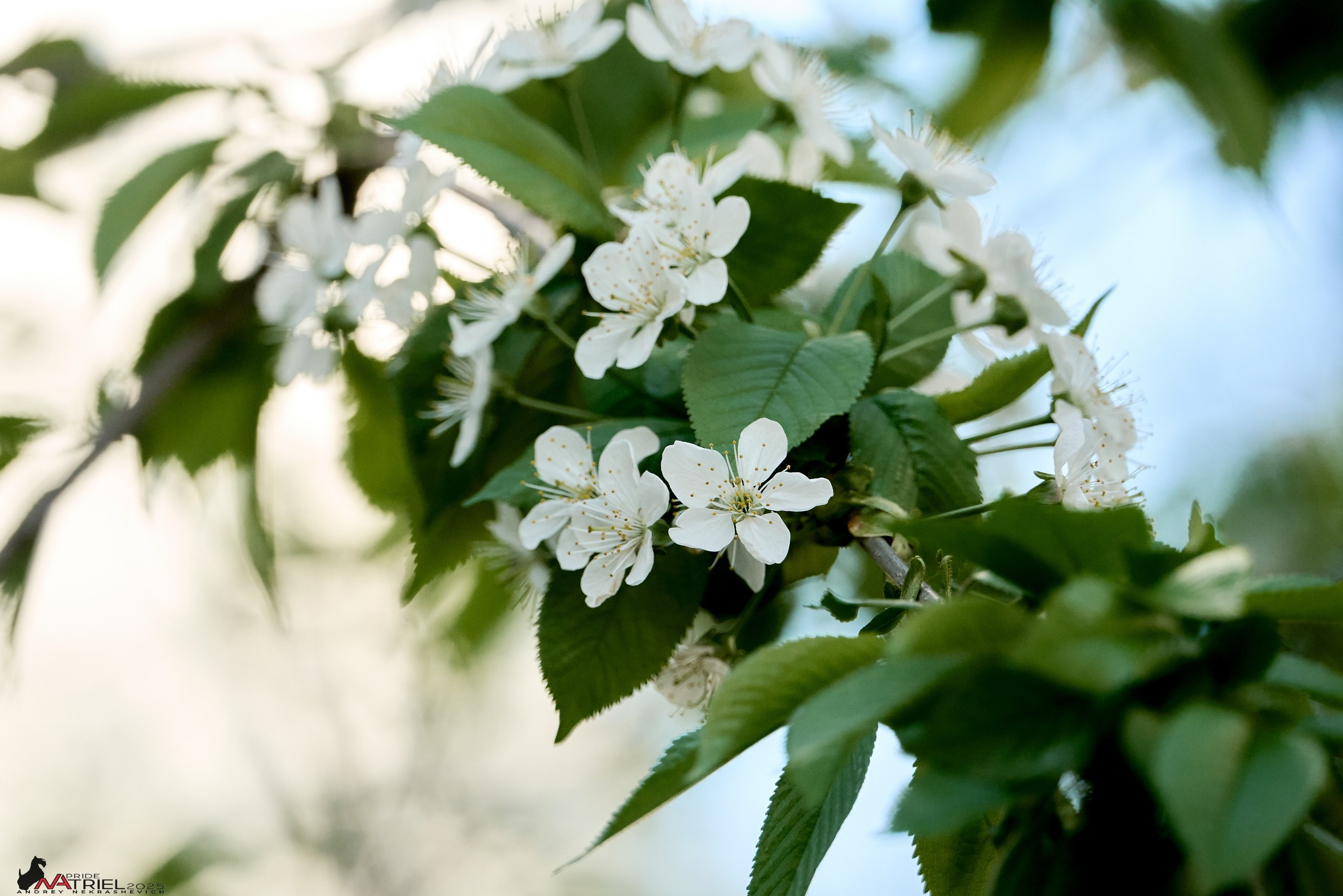 Природа в апреле. Всё в цветении!