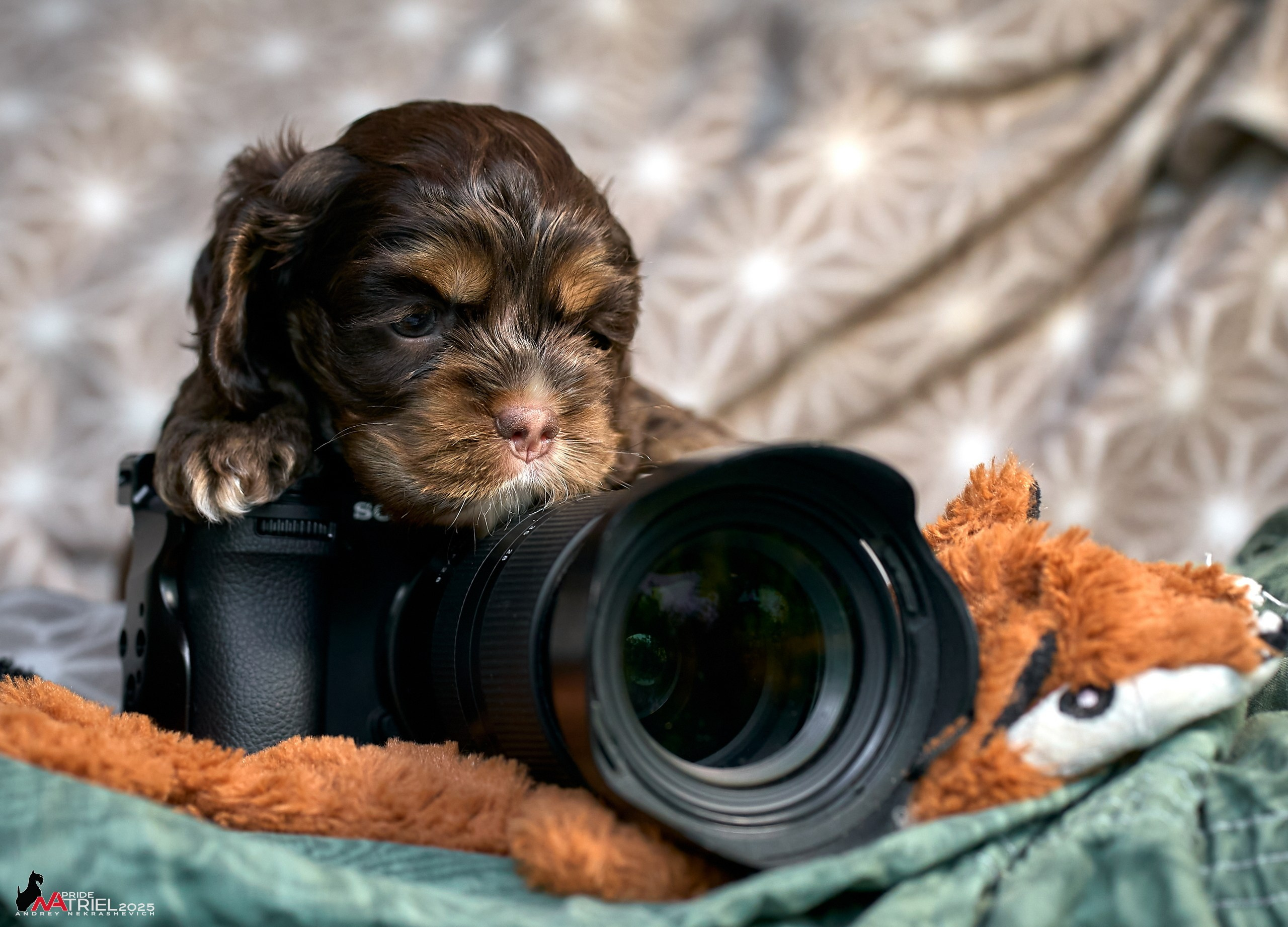 Щенки АмКокеров