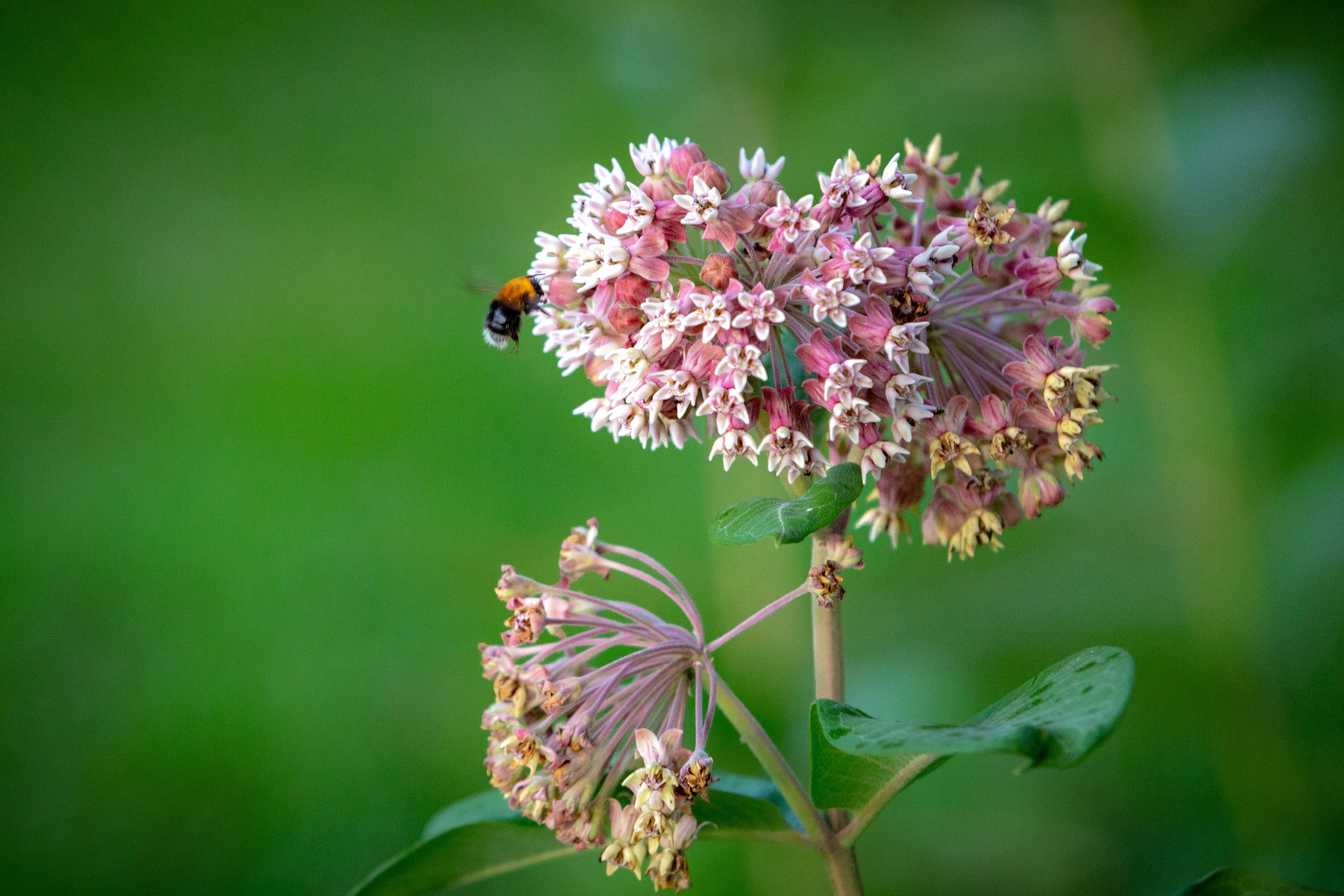Лютики-цветочки — галерея NATRIEL