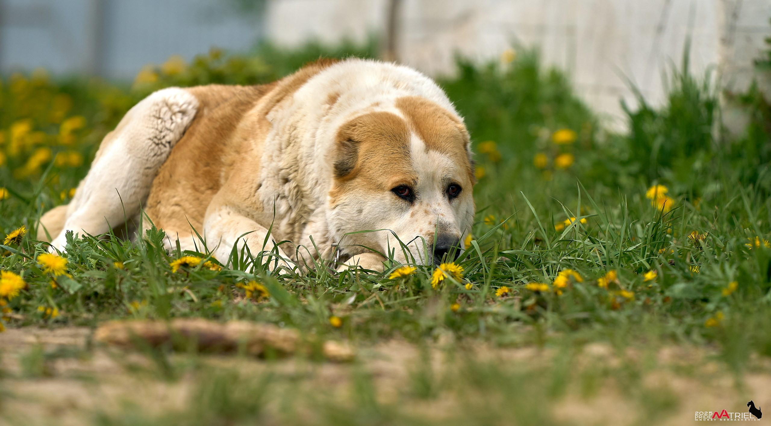 Съемка в питомнике