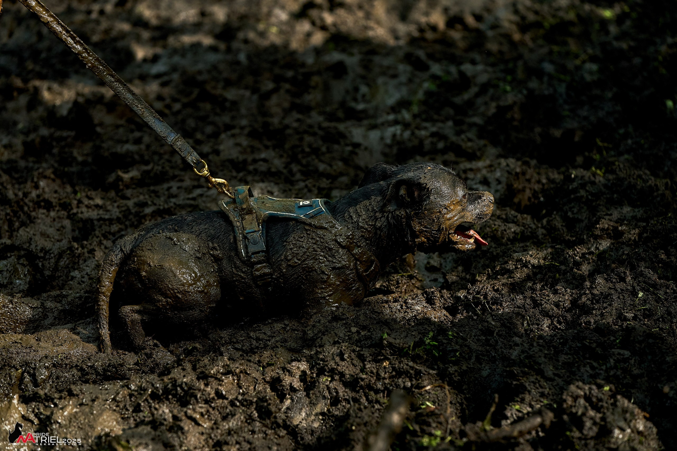 Russian Extreme Dog Trail — 2025