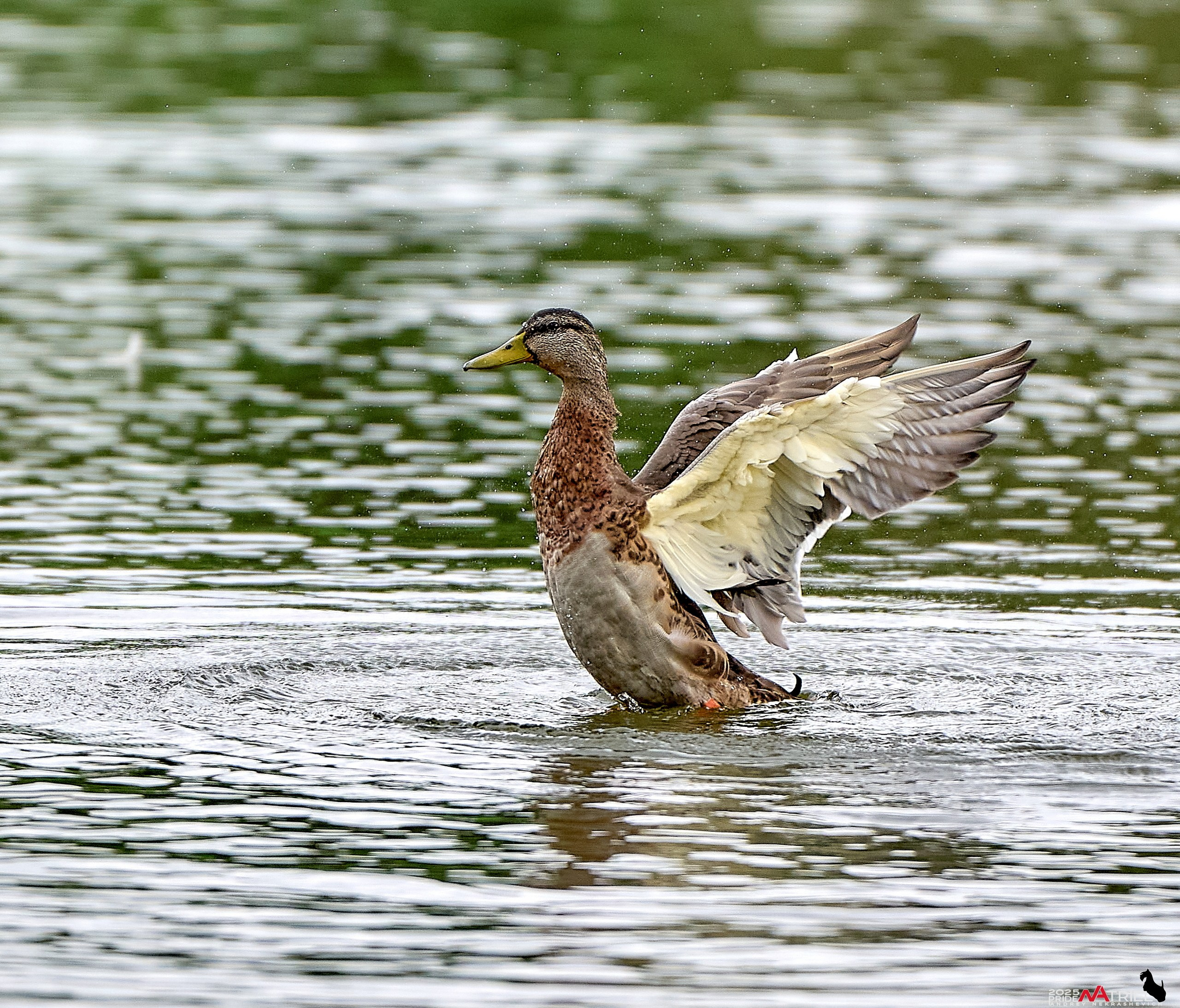 Утки на пруду