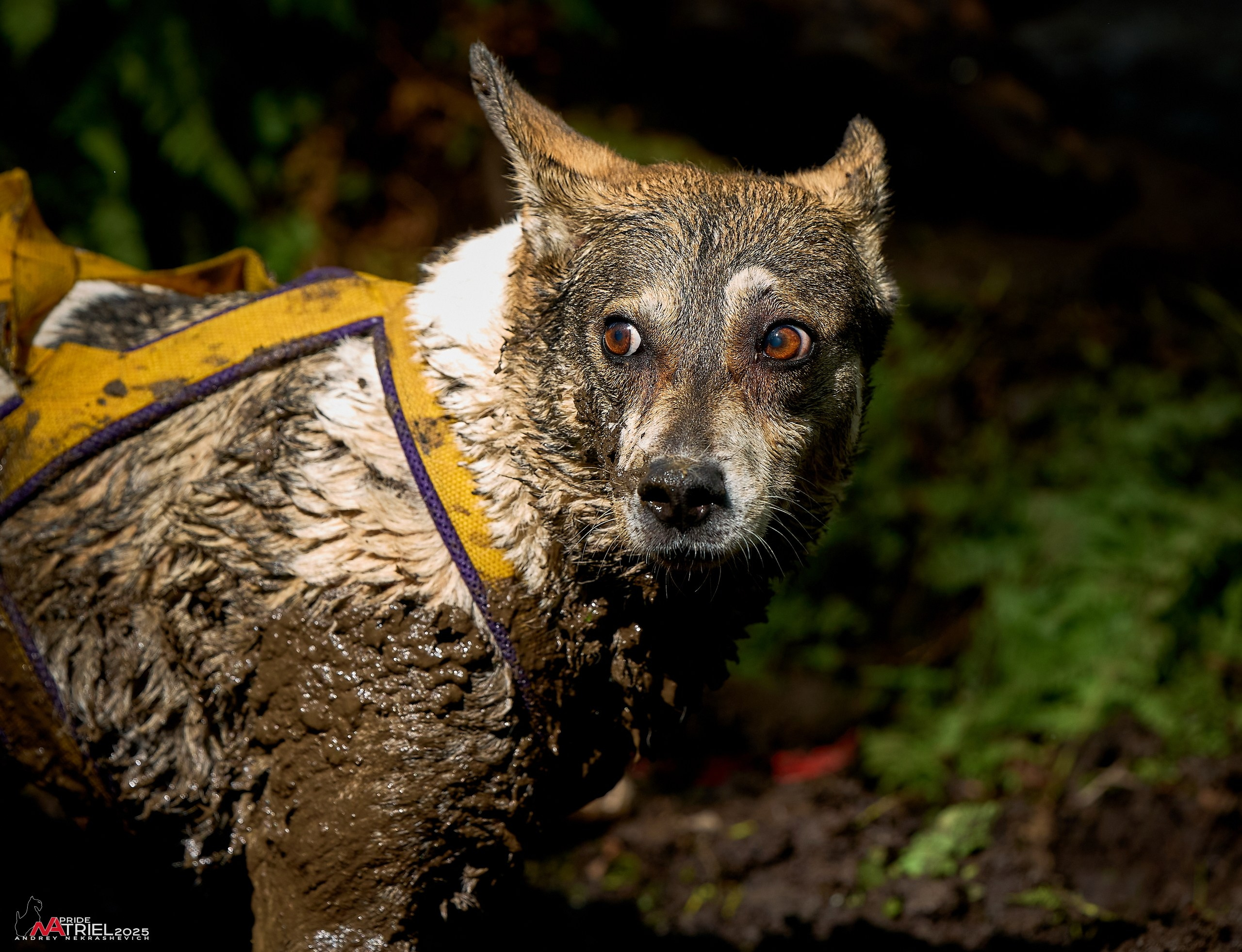 Russian Extreme Dog Trail — 2025