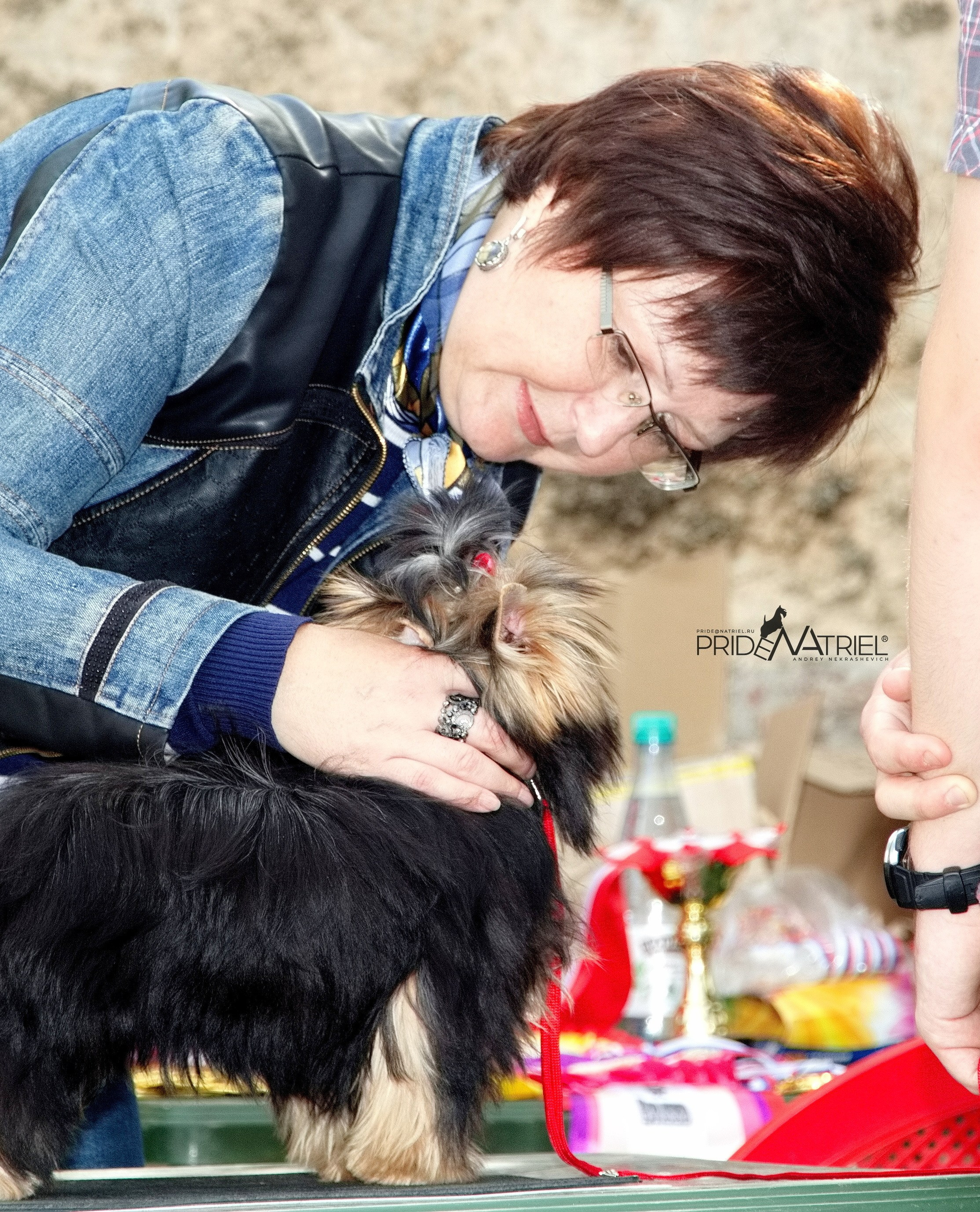 Йоркширский терьер Циля