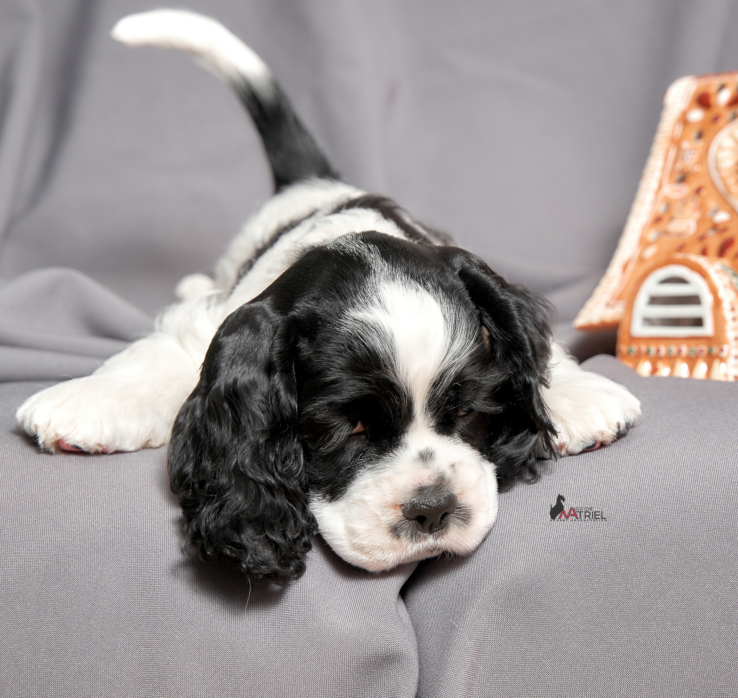 Щенки дома — галерея NATRIEL