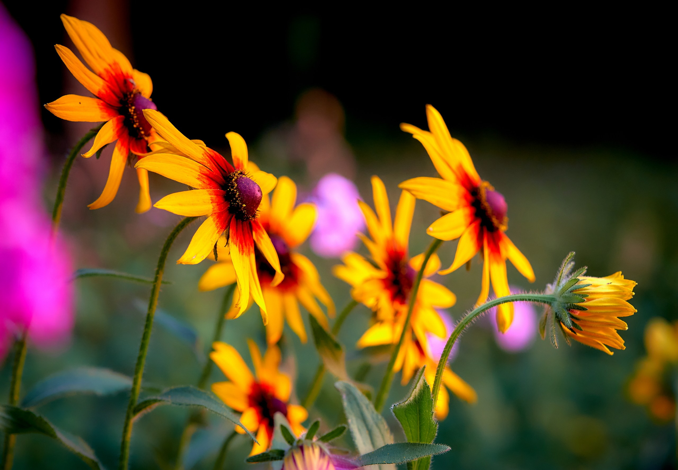 Лютики-цветочки — галерея NATRIEL