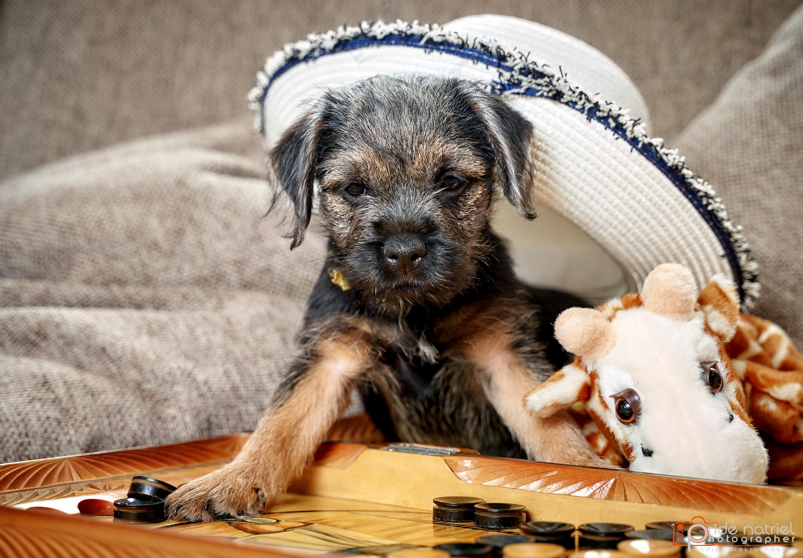 Щенки дома — галерея NATRIEL