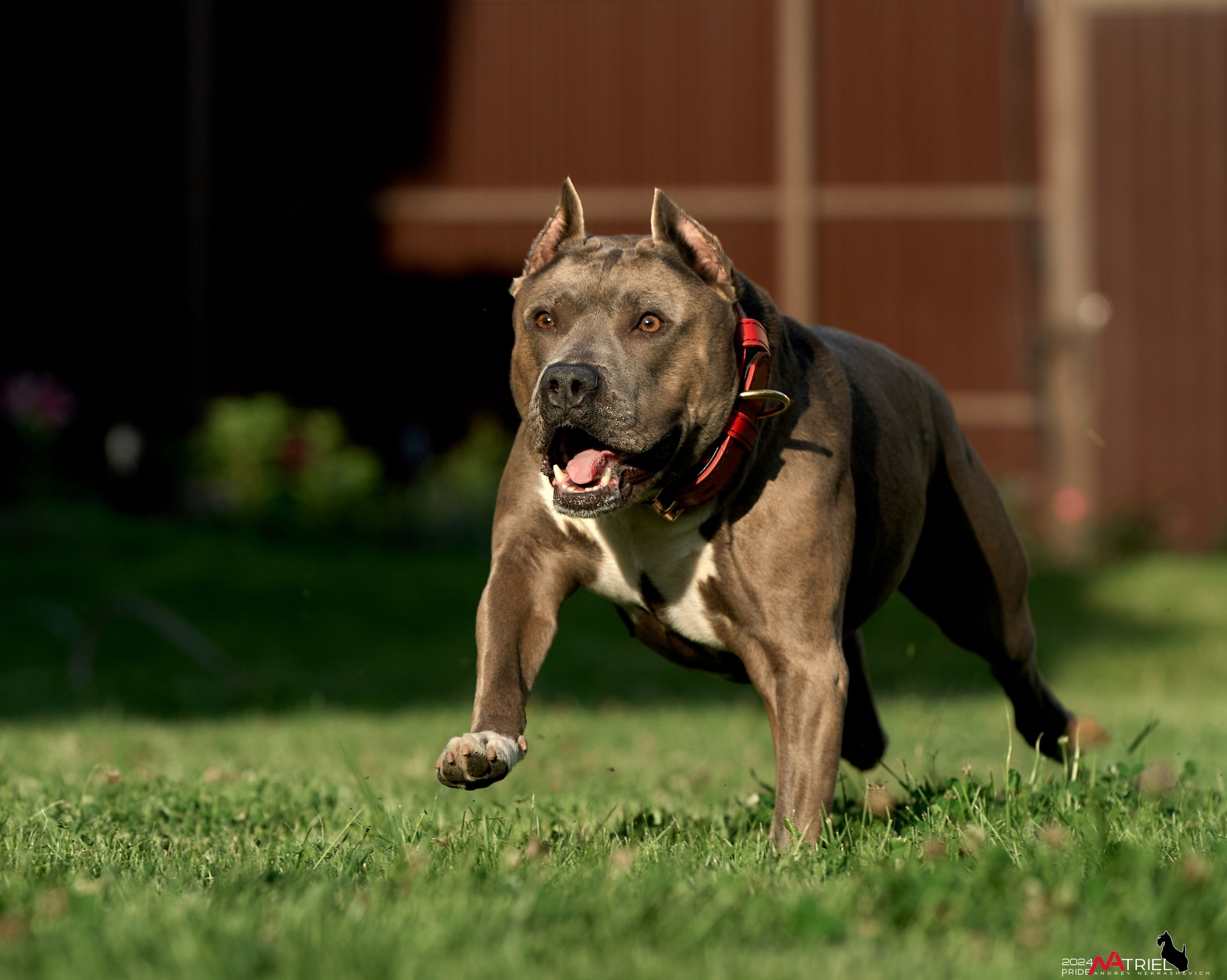 Съемка собак с выездом к Вам в дом