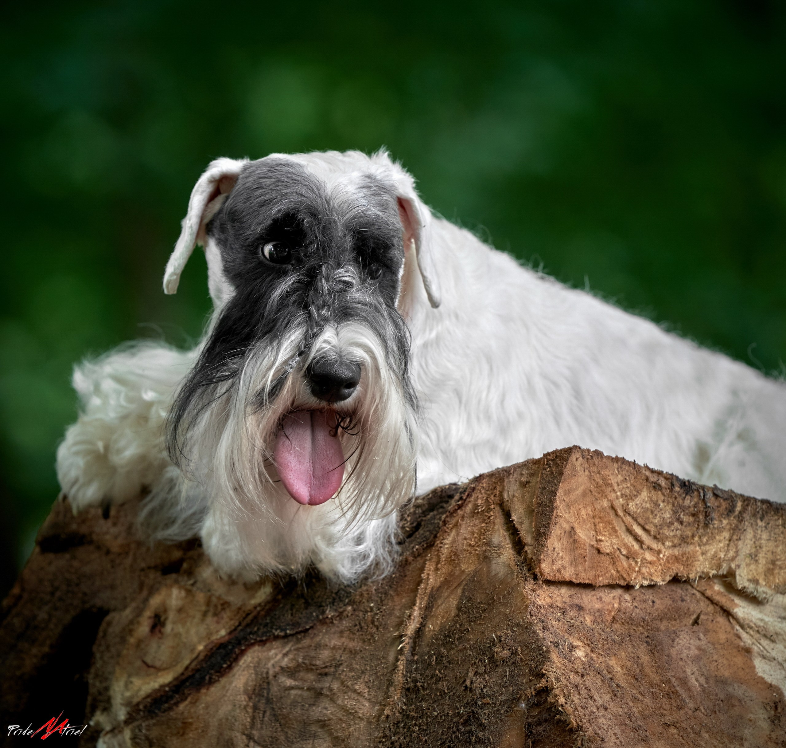 Портреты собак — галерея NATRIEL