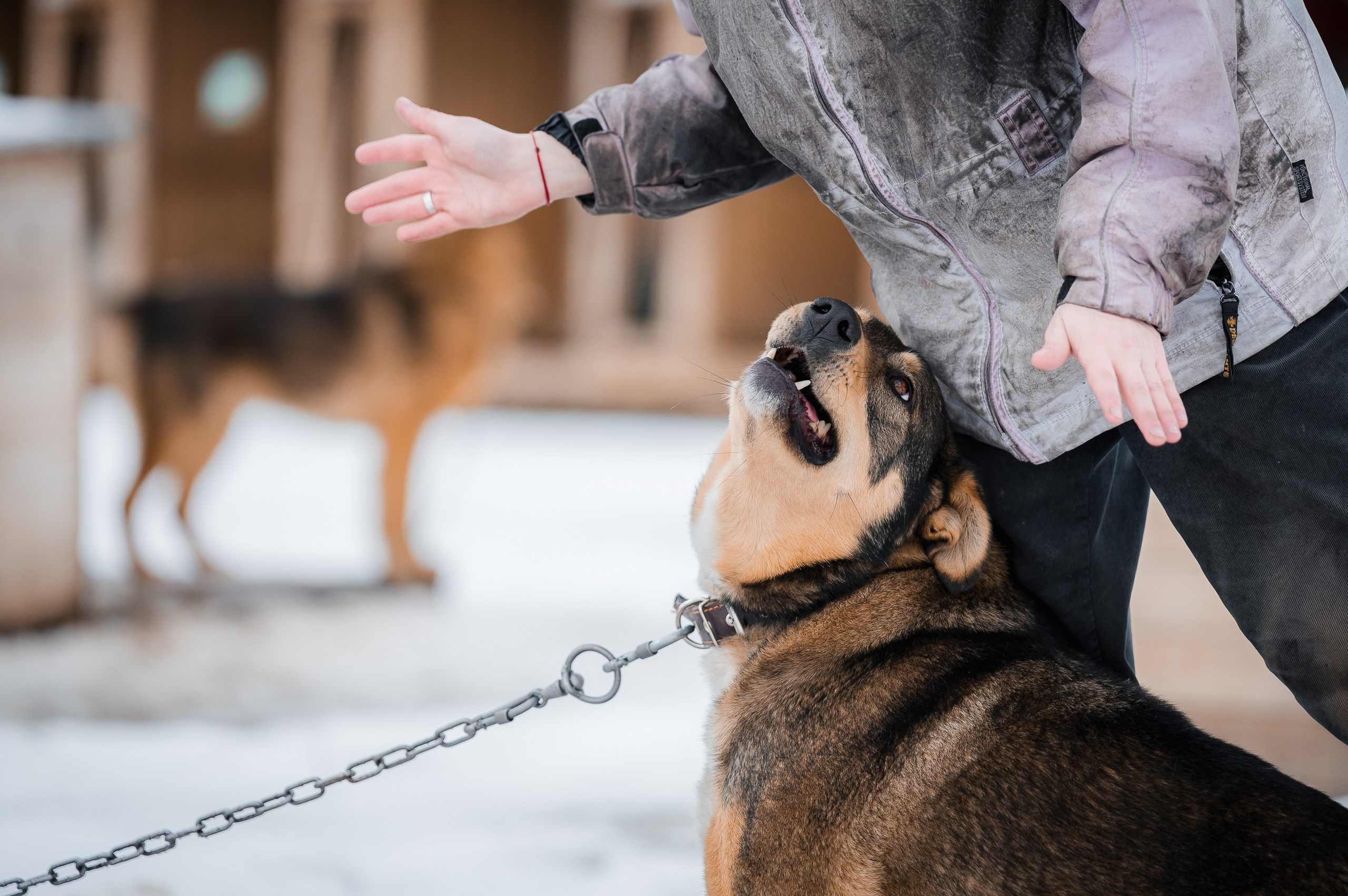 Шейла. Улыбка собаки — спасение и пристройство бездомных собак
