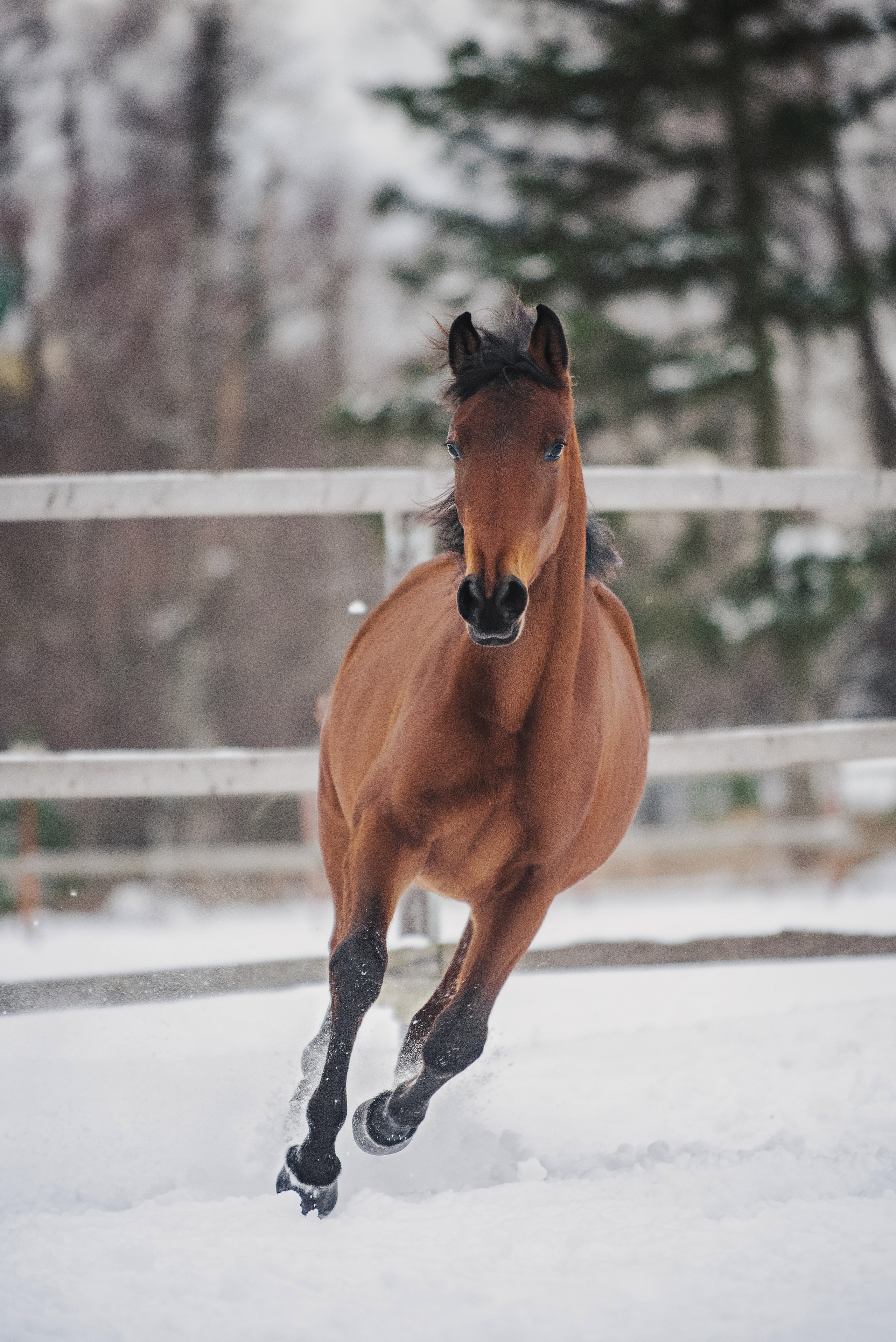 Дестини. Куракина Дарья • Конный фотограф
