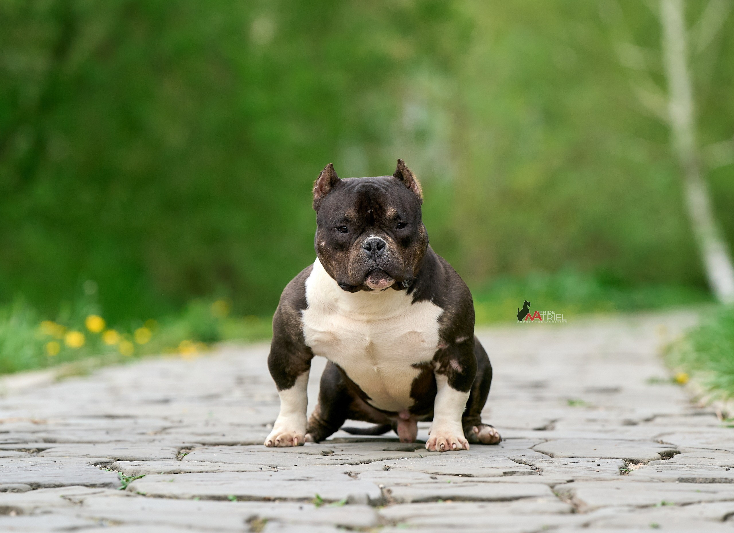 Портреты собак — галерея NATRIEL