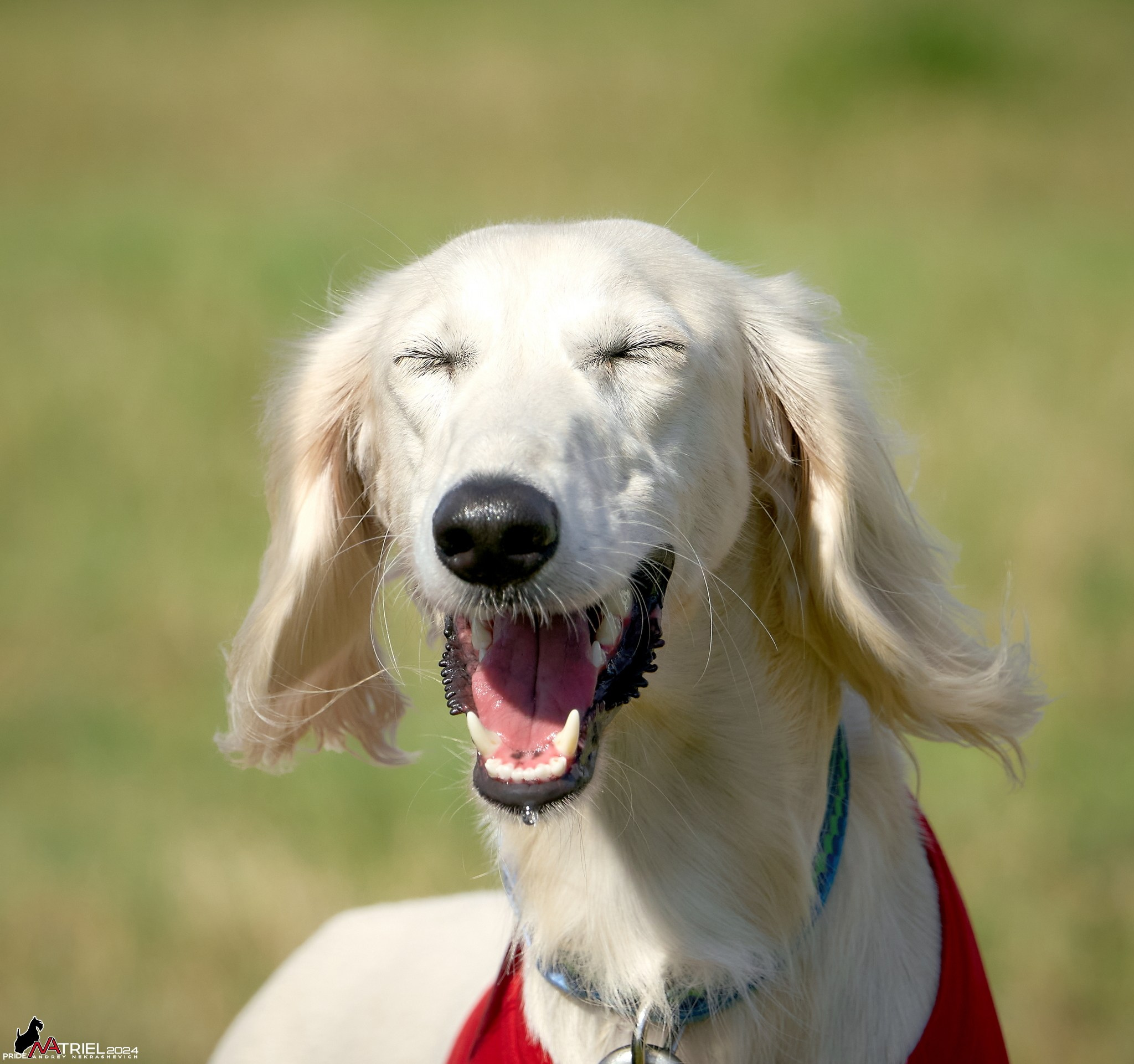 Курсинг в Иволге