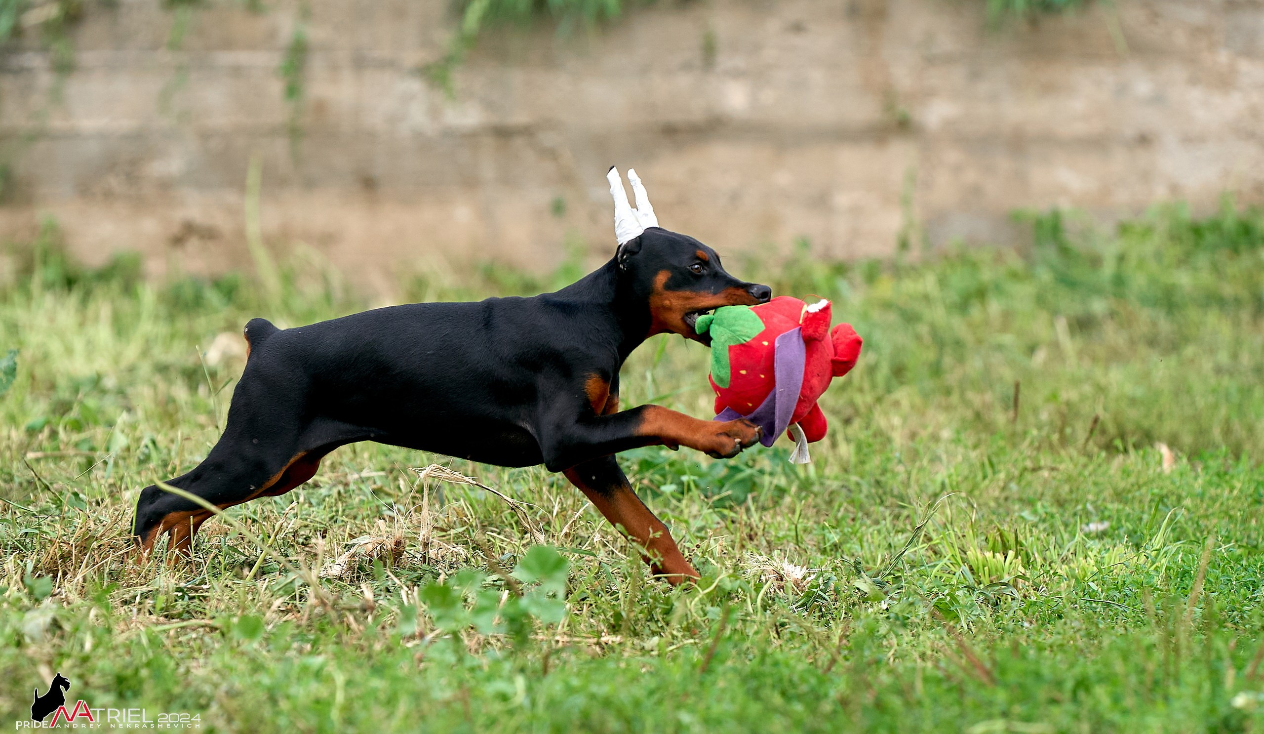 Съемка щенков доберманы