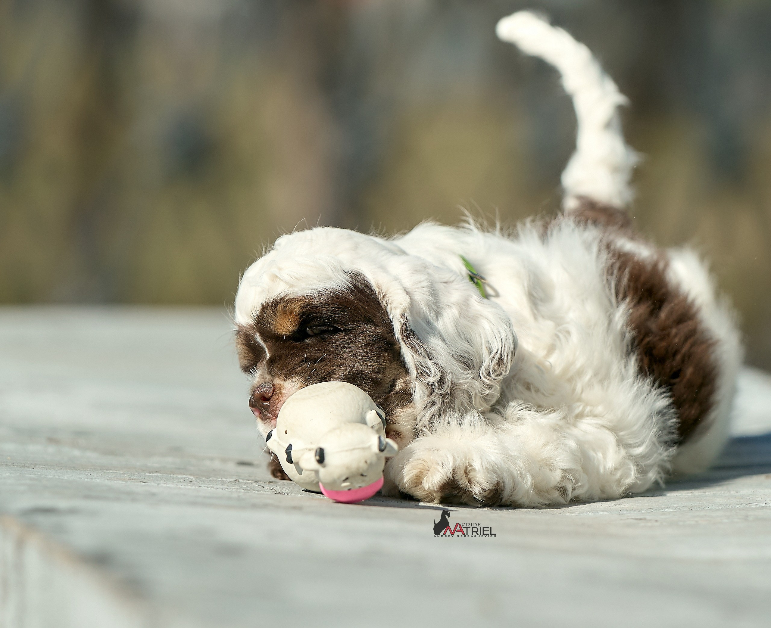 Прогулка со щенком