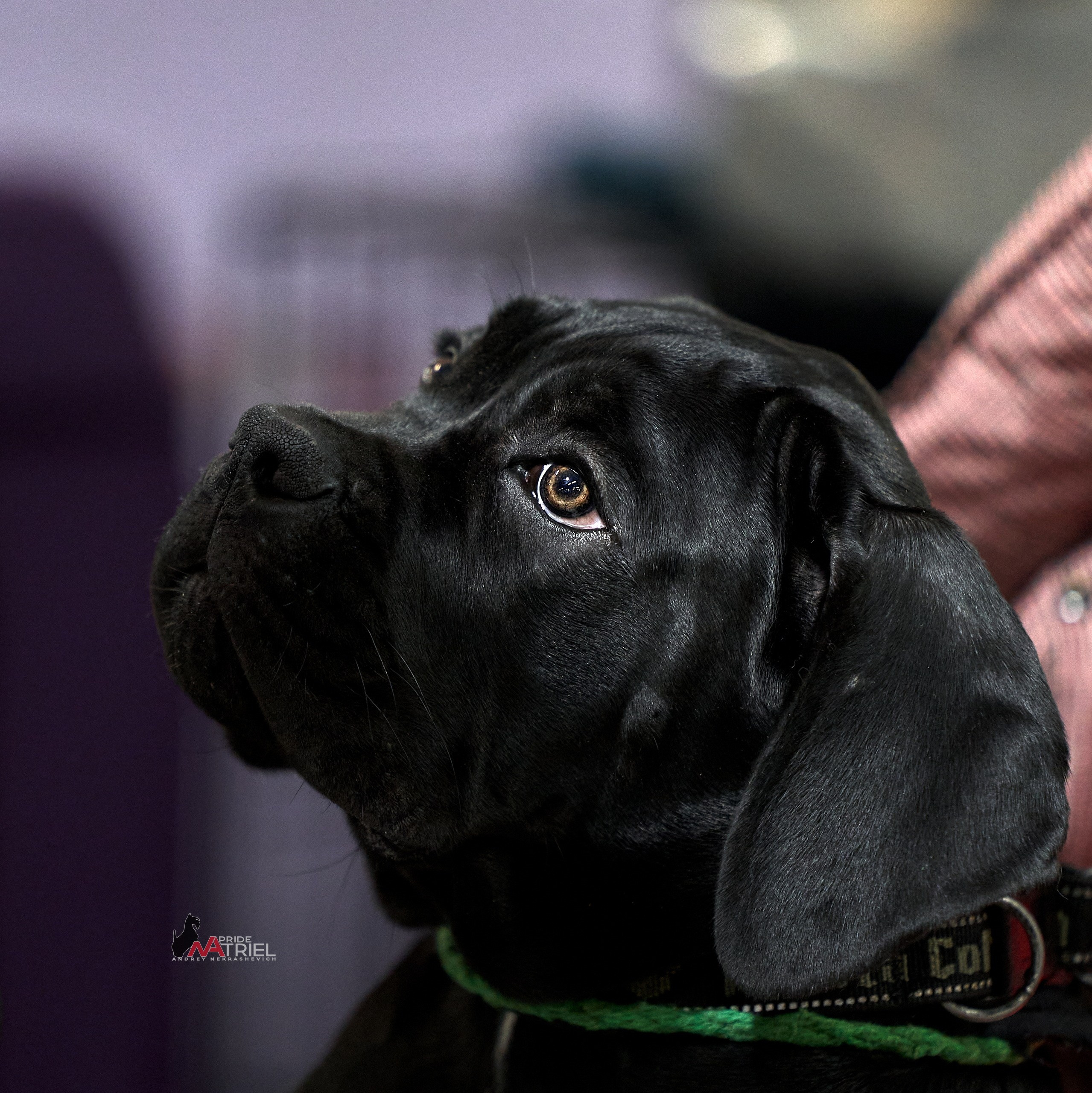 Картинки с выставки — галерея NATRIEL