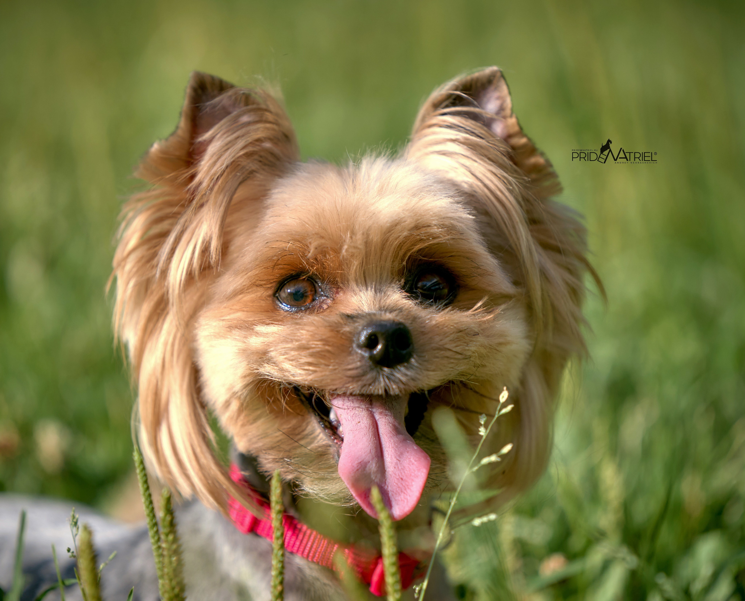 Йоркширский терьер Циля