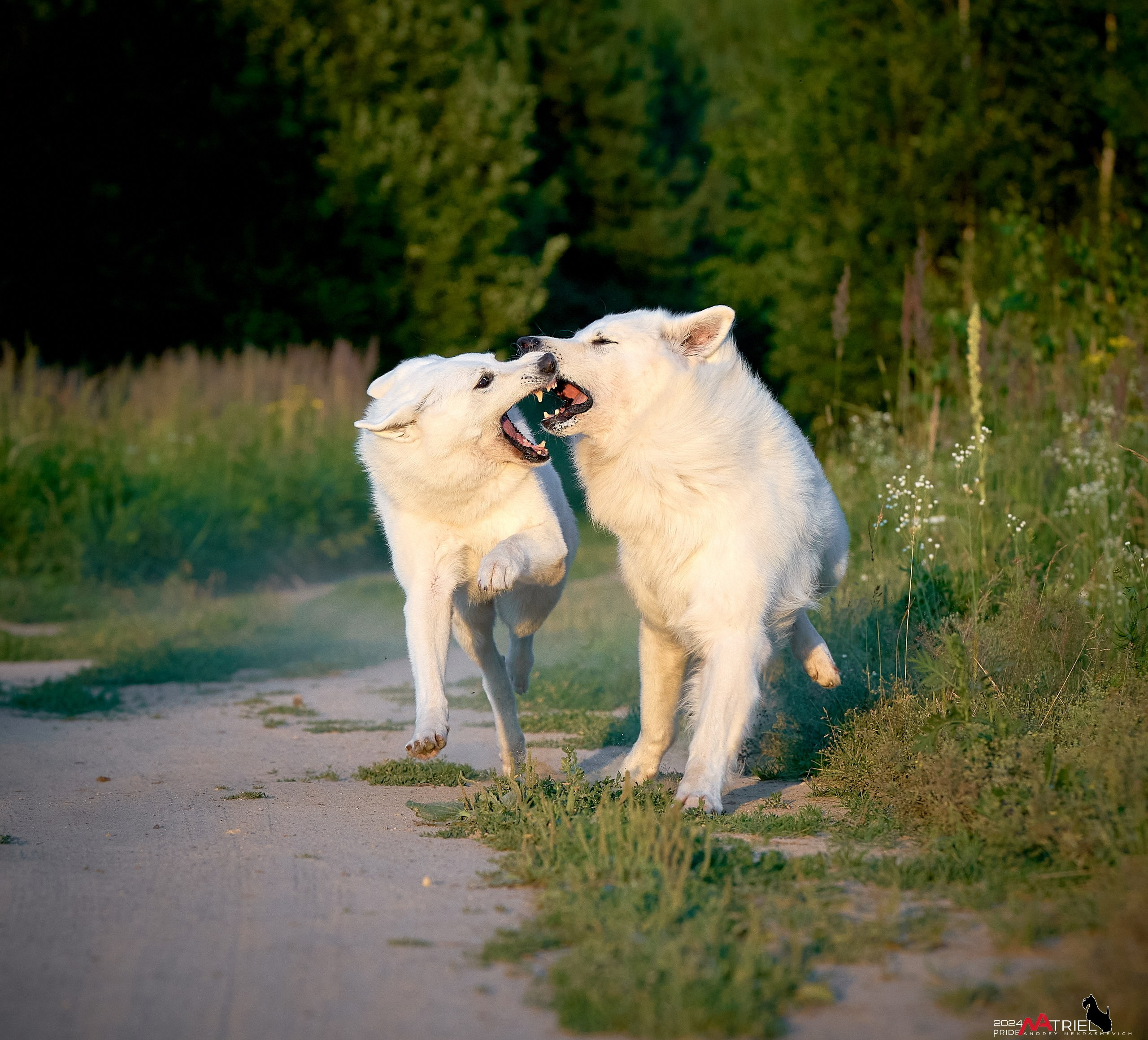 Репортаж из кинологического лагеря
