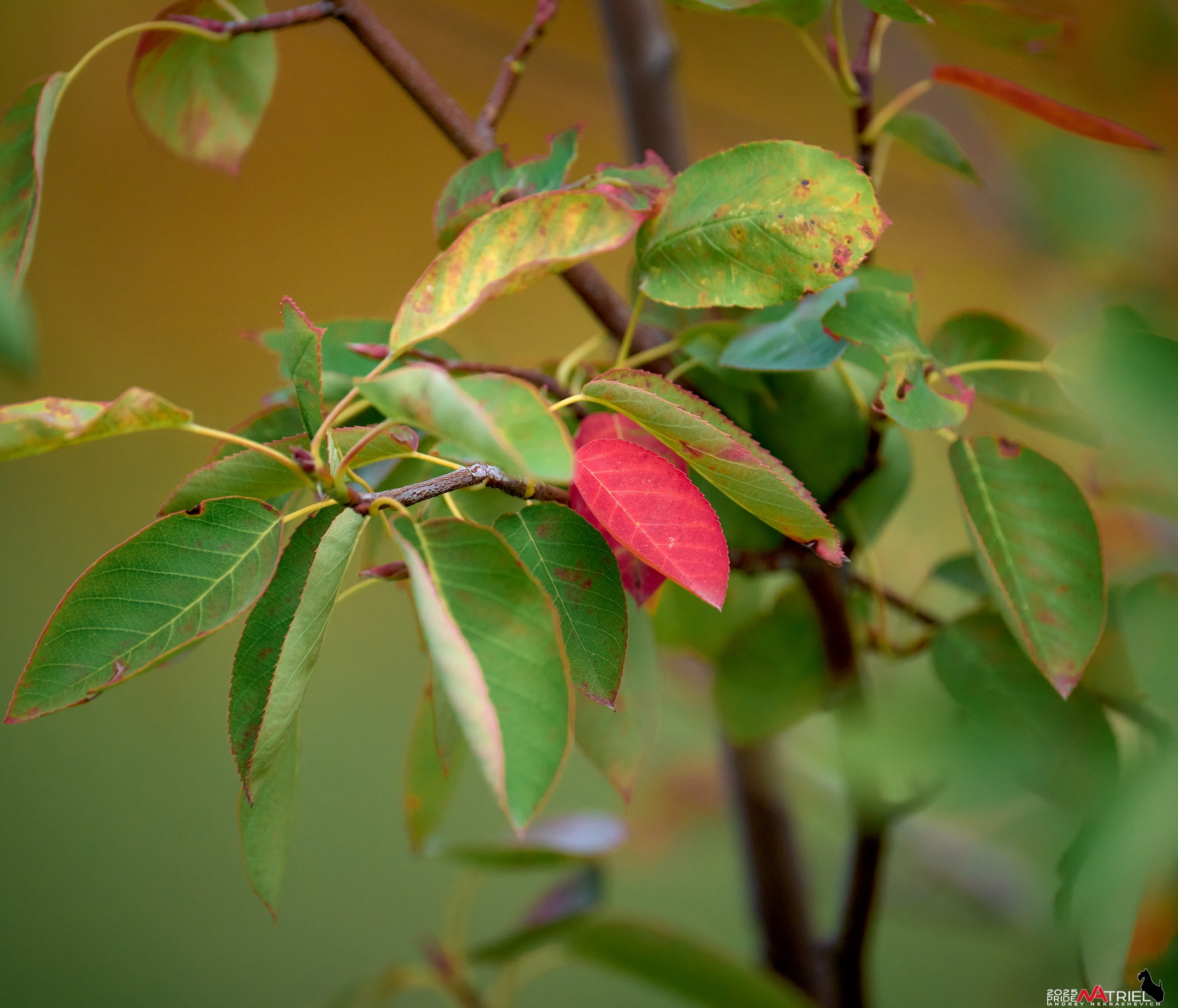 Съемка с объективом Sony 200-600 на камеру Sony A1m2