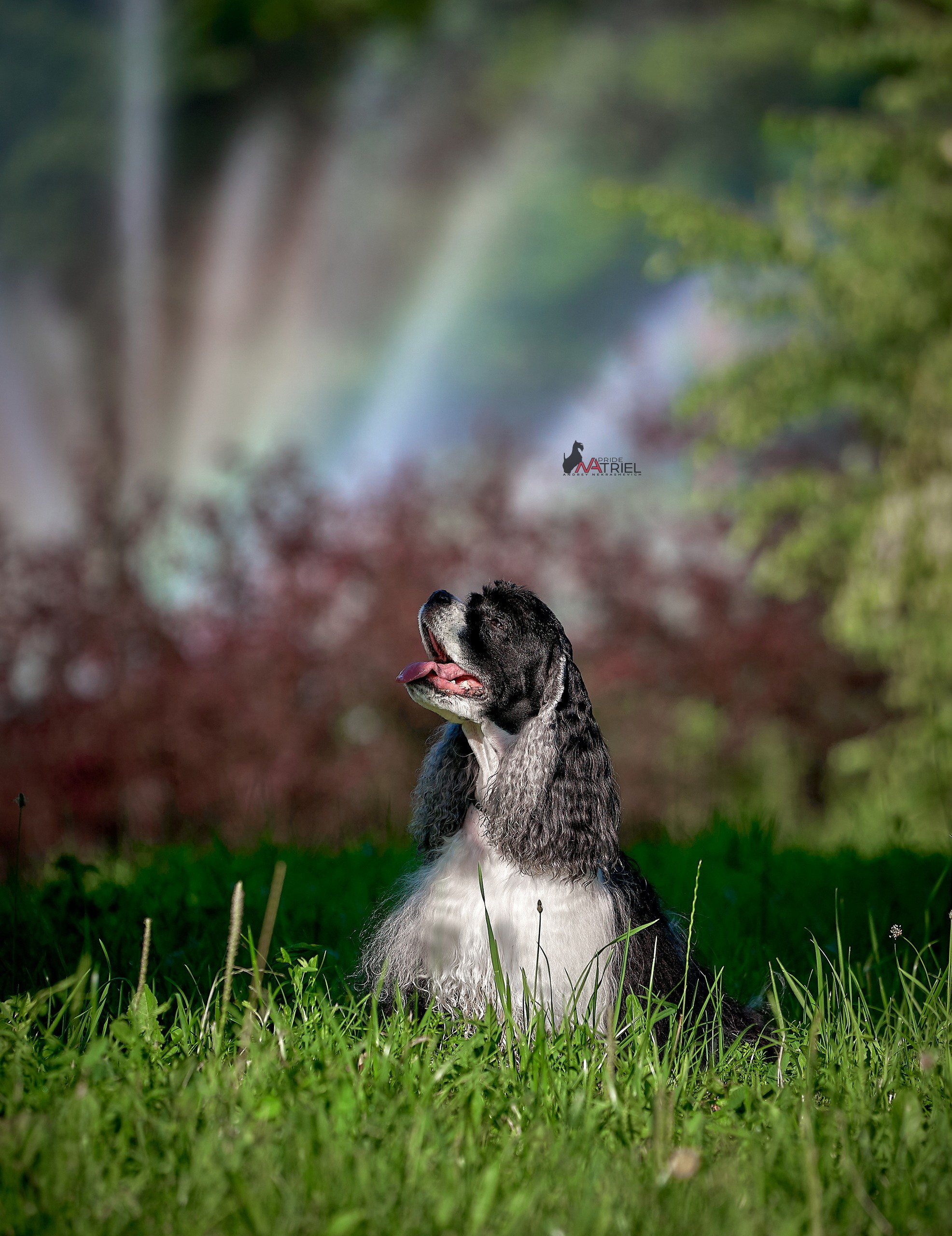 Портреты собак — галерея NATRIEL